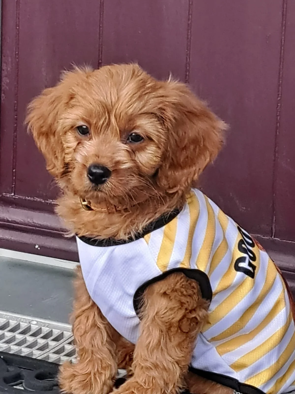 Ein süßer Hundewelpe mit lockigem Fell trägt ein weiß-gelbes gestreiftes Outfit und sitzt vor einem dunklen Holztor.