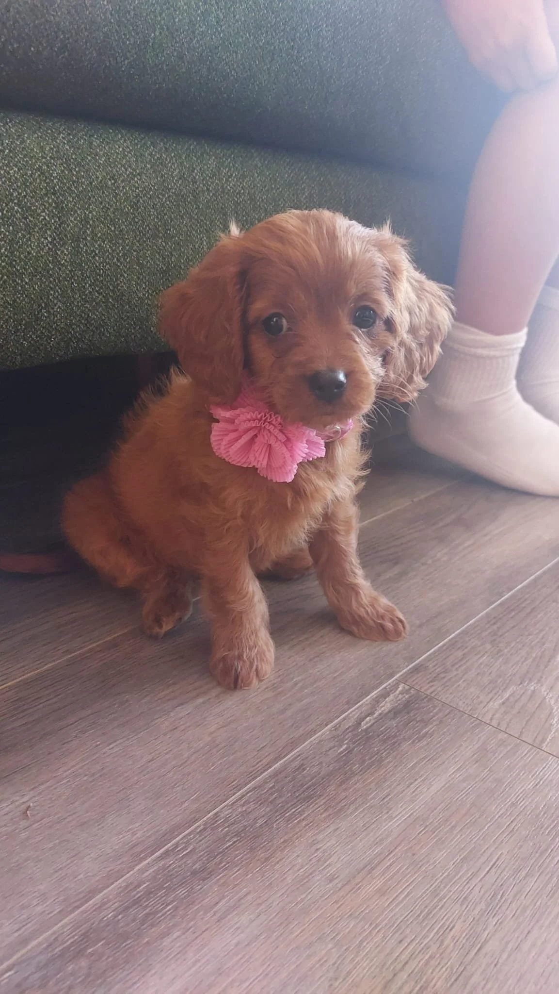 Kleiner brauner Welpe mit rosa Schleife sitzt auf Holzboden neben einer Person mit weißen Socken.