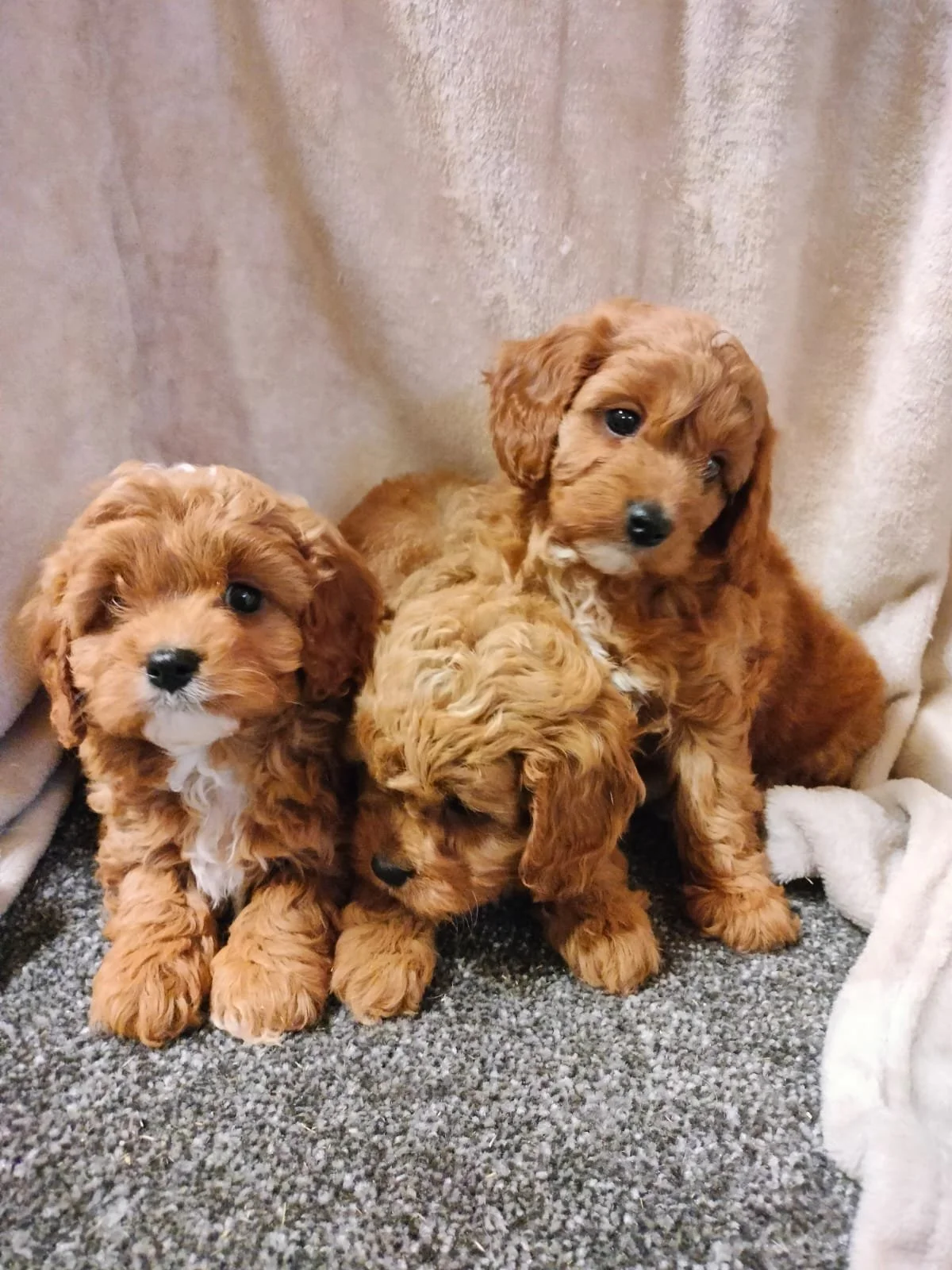 Drei kleine, braune, wuschelige Welpen sitzen auf einem grauen Teppich vor einem beigefarbenen Hintergrund.