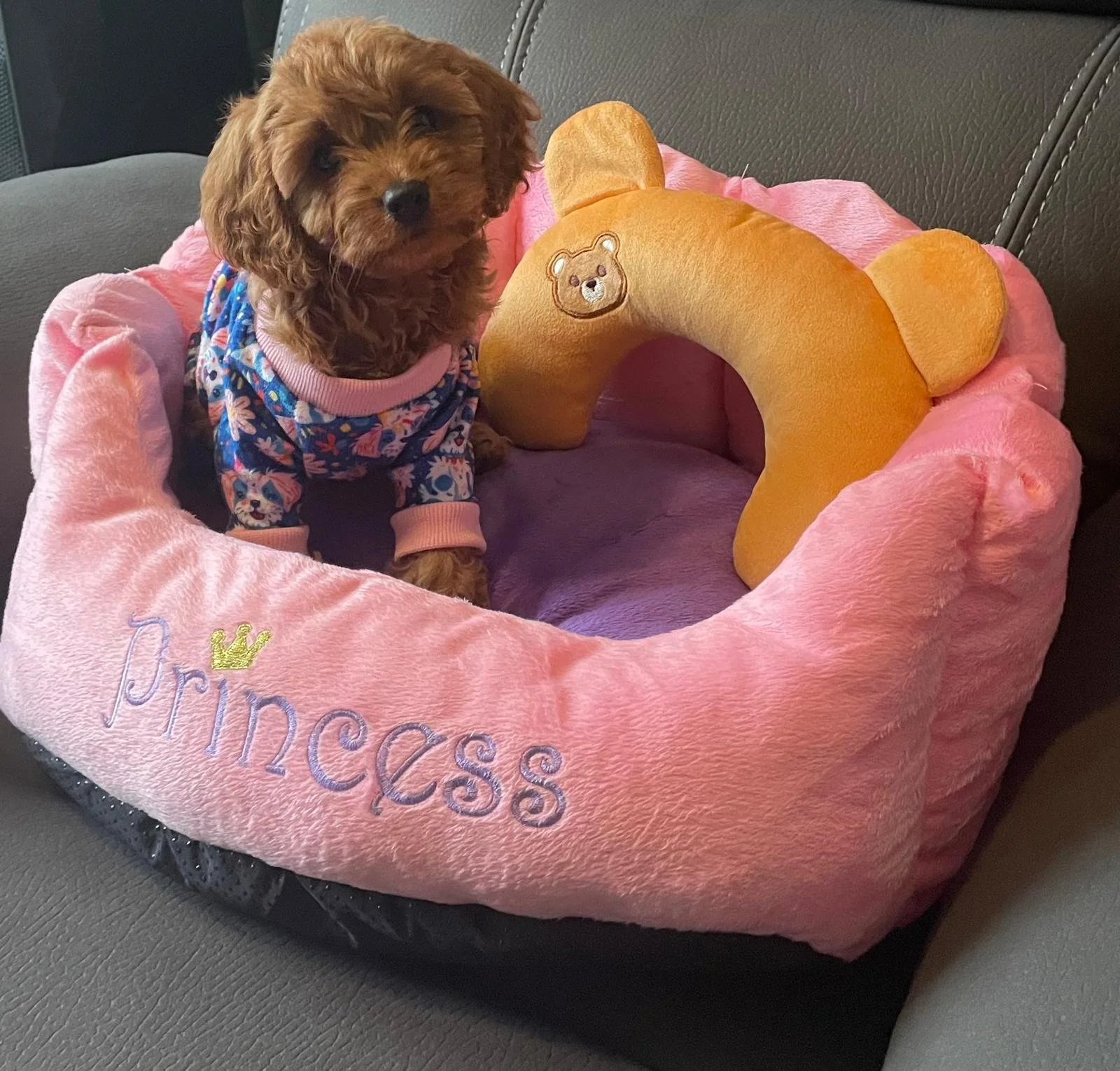 Kleiner Hund sitzt auf einem pinken, weichen Hundebett mit der Aufschrift 'Princess' und einem kleinen goldenen Kronen-Logo, während er ein braunes, teddy-Bär-ähnliches Kopfkissen mit einem Bären-Gesicht neben sich hat.