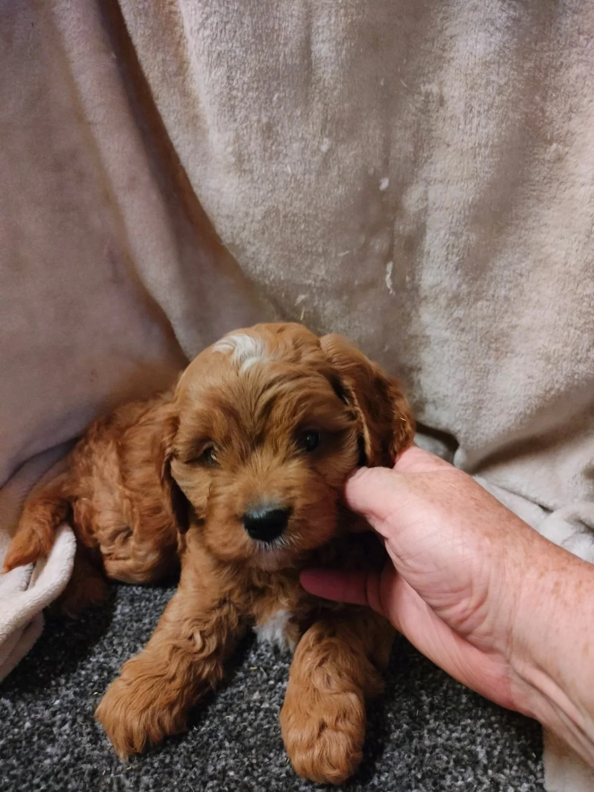 Ein kleines, braunes Welpen, das von einer Hand gehalten wird, sitzt auf einem Teppich vor einem grauen Hintergrund.