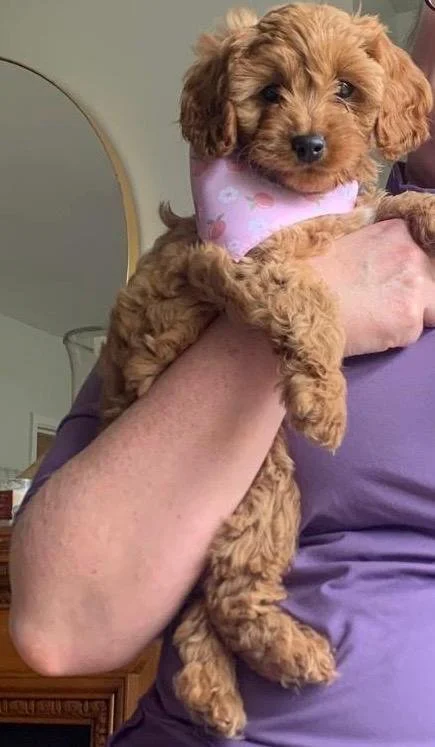 Ein süßer, brauner Welpe mit lockigem Fell sitzt auf dem Arm einer Person, die eine lilafarbenen Hemd trägt, und trägt einen rosa Halsband mit Mustern.