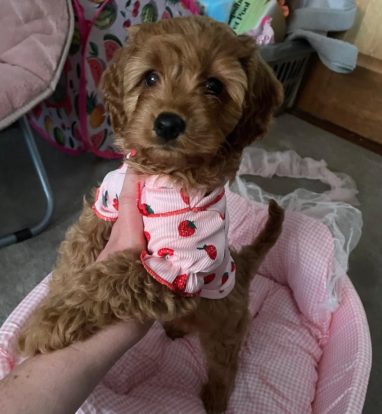 Kleine braune Hundewelpe mit lockigem Fell, trägt ein rotes und weißes Kleid mit Erdbeermuster, sitzt auf einem pink-weiß karierten Hundekissen und schaut in die Kamera.