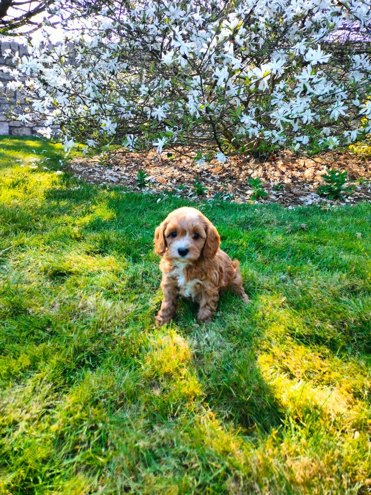 Ein niedlicher Welpe sitzt auf grünem Rasen vor einem blühenden Strauch mit weißen Blüten.