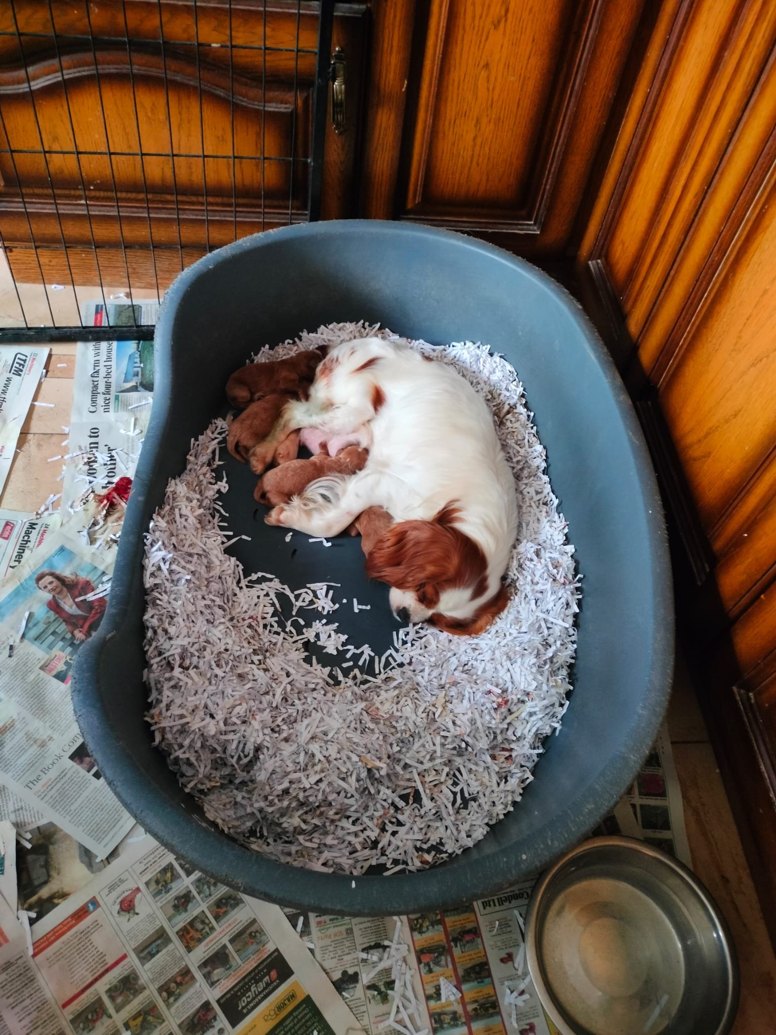 Ein Hundewelpen und eine Hündin in einem Hundekorb, umgeben von Zeitungspapier, vermutlich mit ihren Welpen.