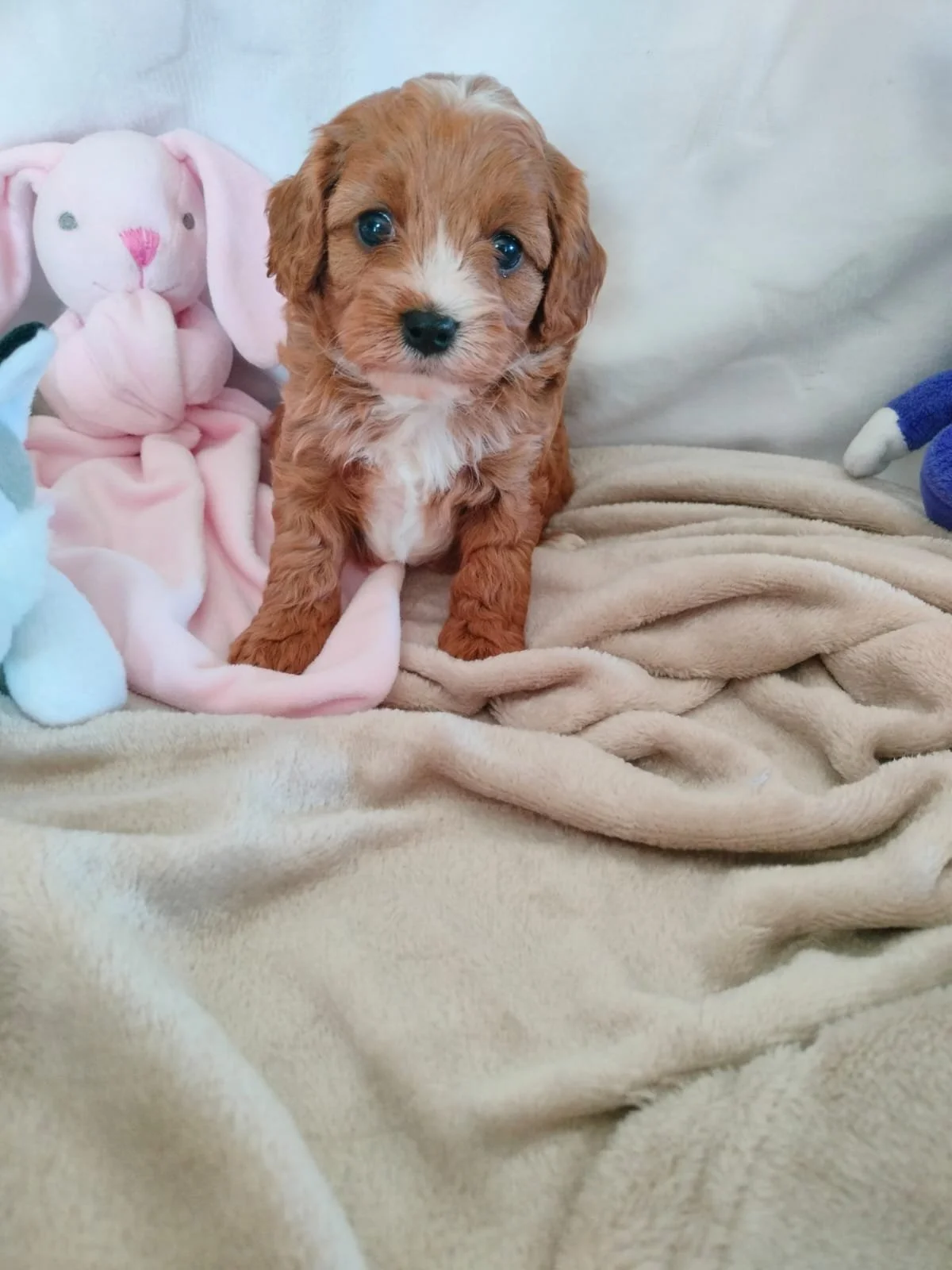 Kleiner Welpe mit braunem Fell und blauen Augen, sitzt auf einer weichen Decke, umgeben von Plüschtieren.