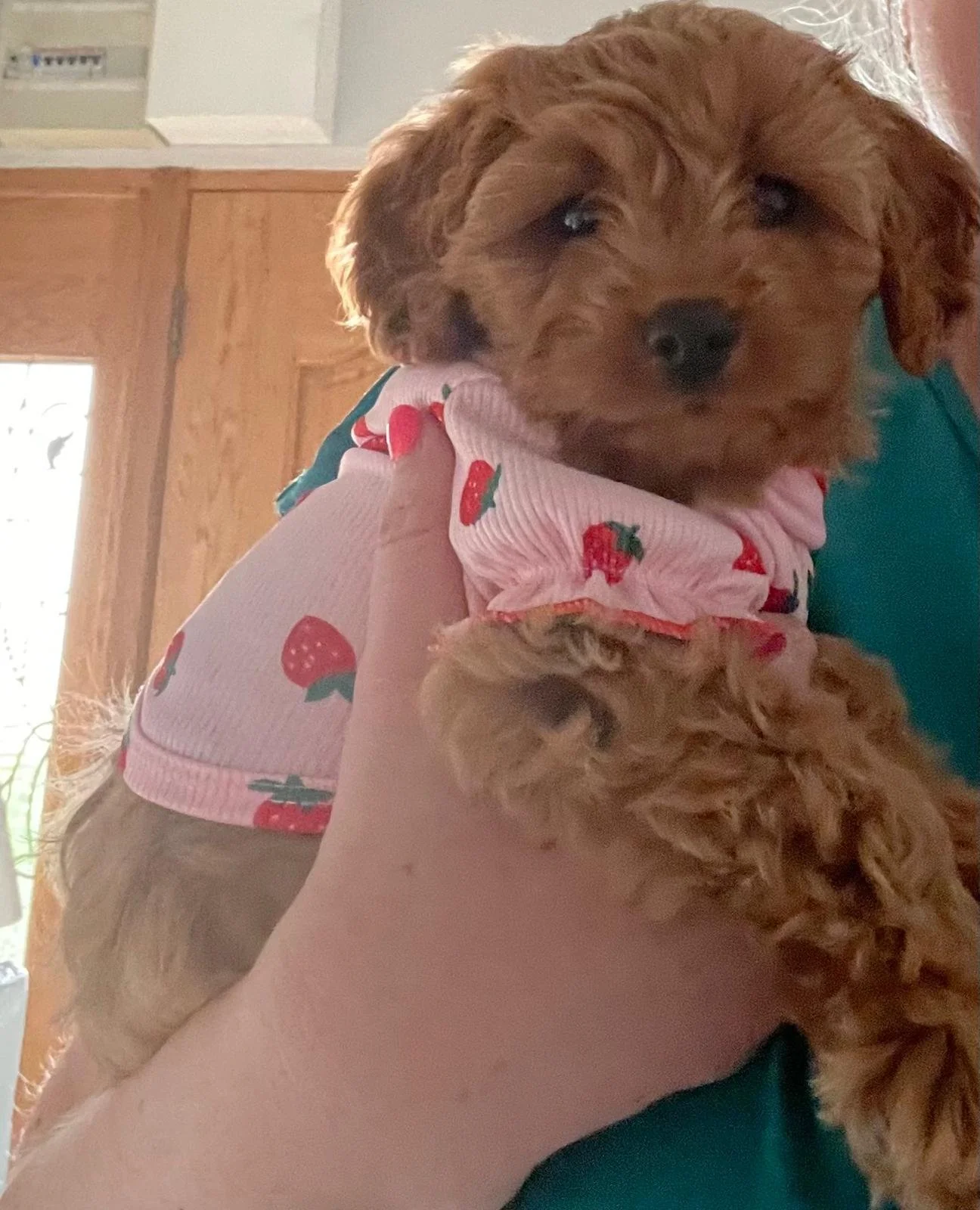 Ein brauner Hund trägt eine rosa Kleidung mit Erdbeermotiven, wird gehalten von einer Person in einem Raum mit Holztüren und einem weißen Intercom an der Wand.