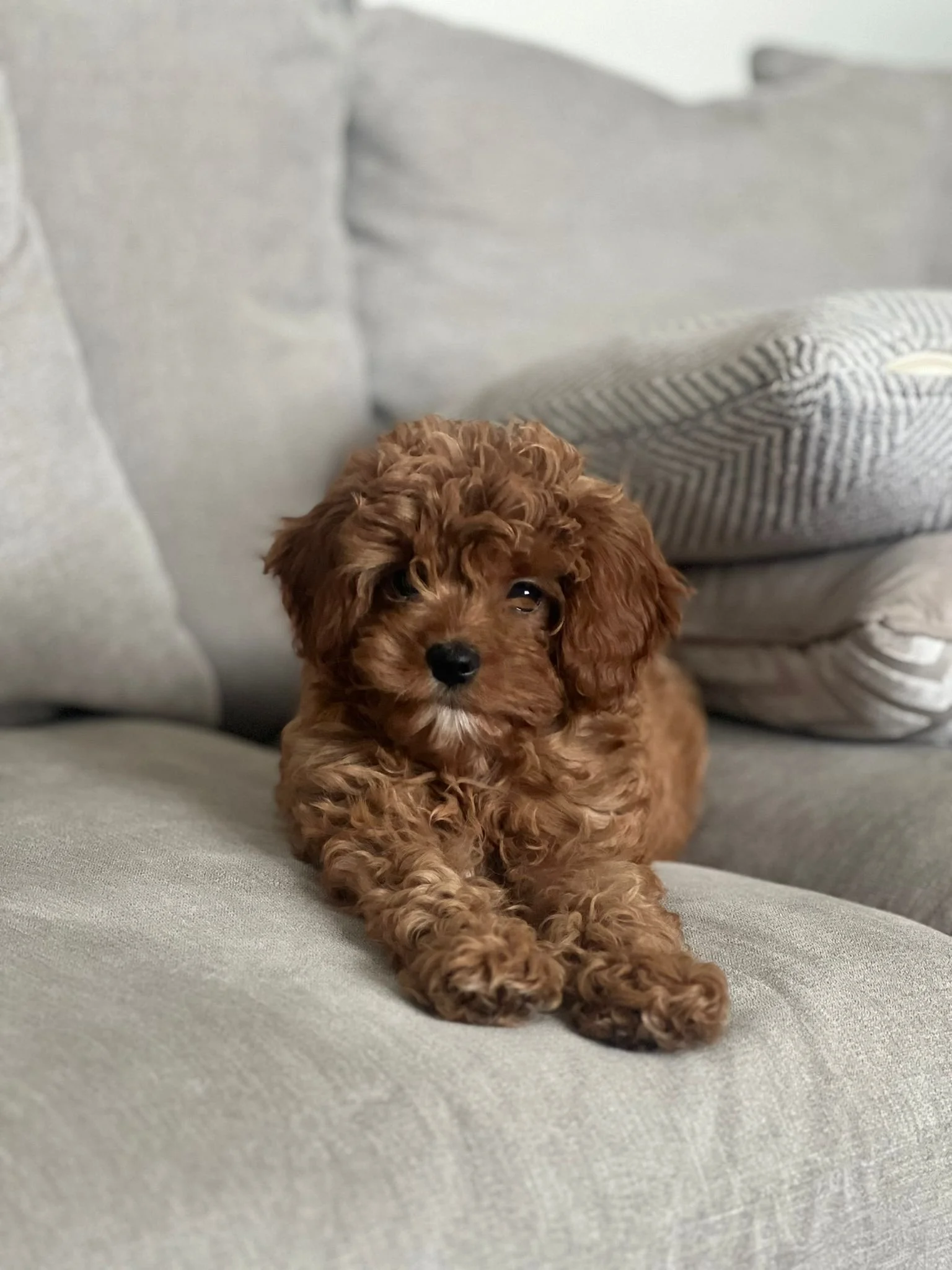 Ein kuschelig brauner Lockenhund liegt auf einem grauen Sofa, umgeben von Kissen.