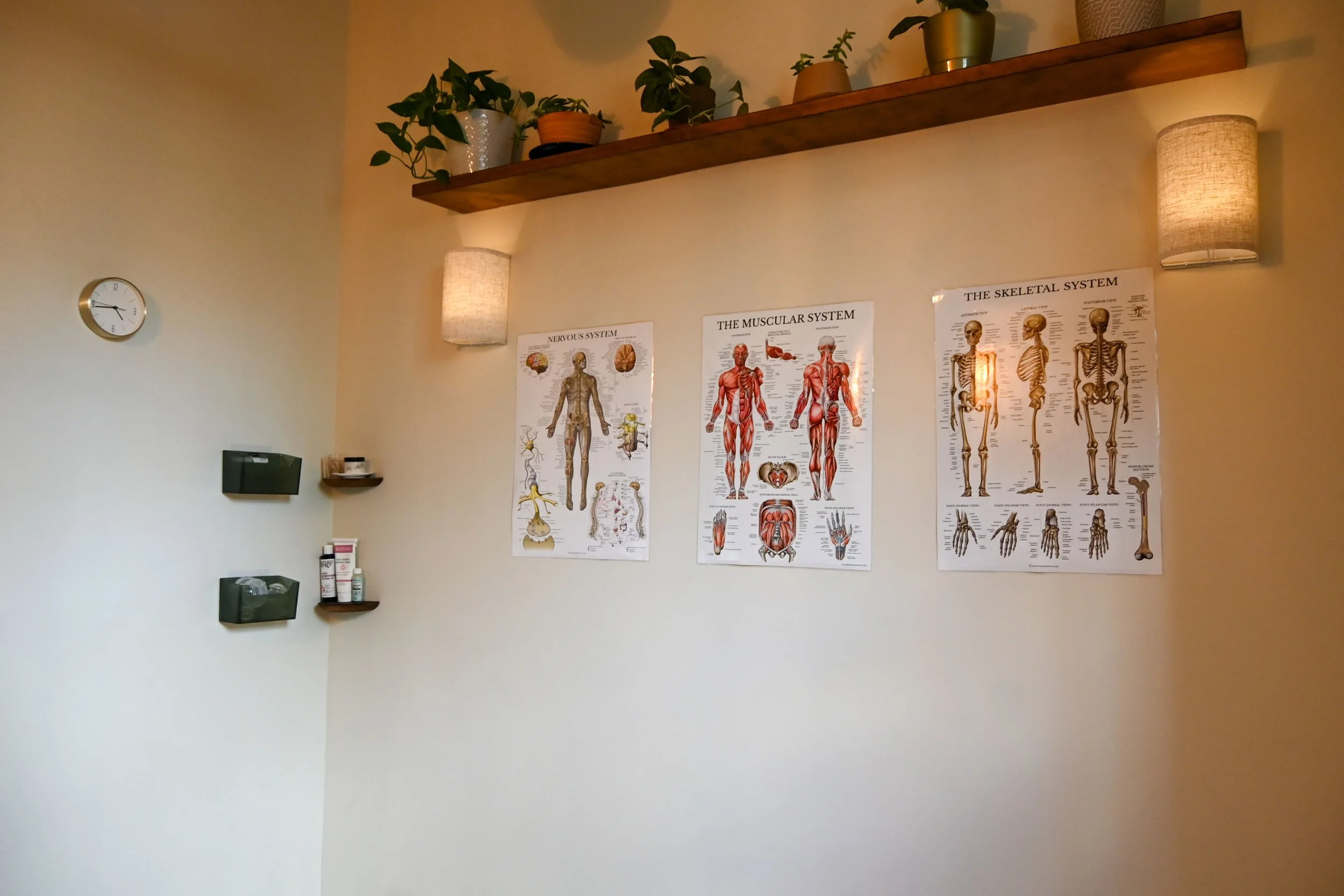 TREATMENT ROOM: Anatomy posters and shelf of plants