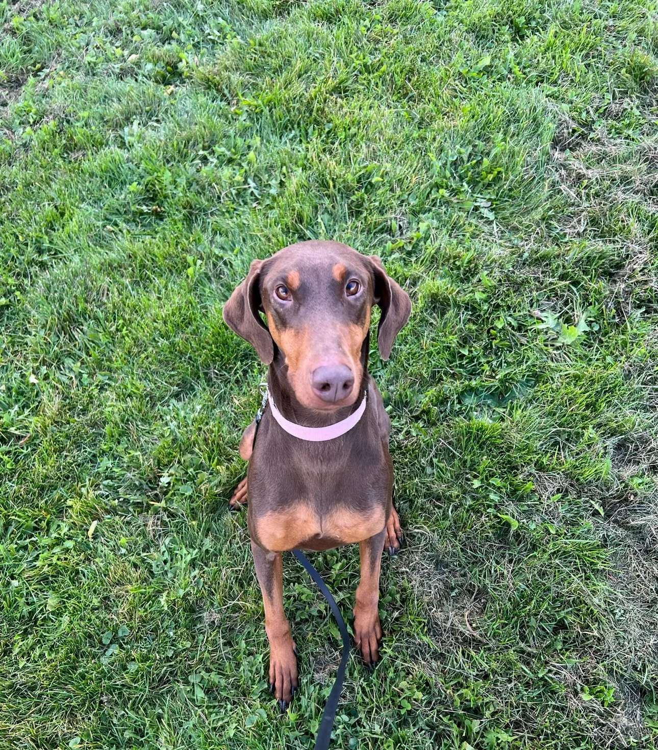 Reactivity Training- 1 hour sessions