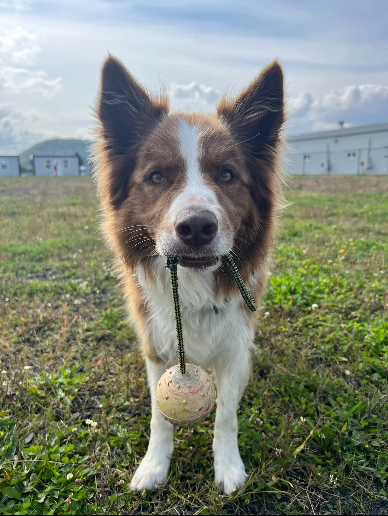 Off Leash Training- 1 hour sessions