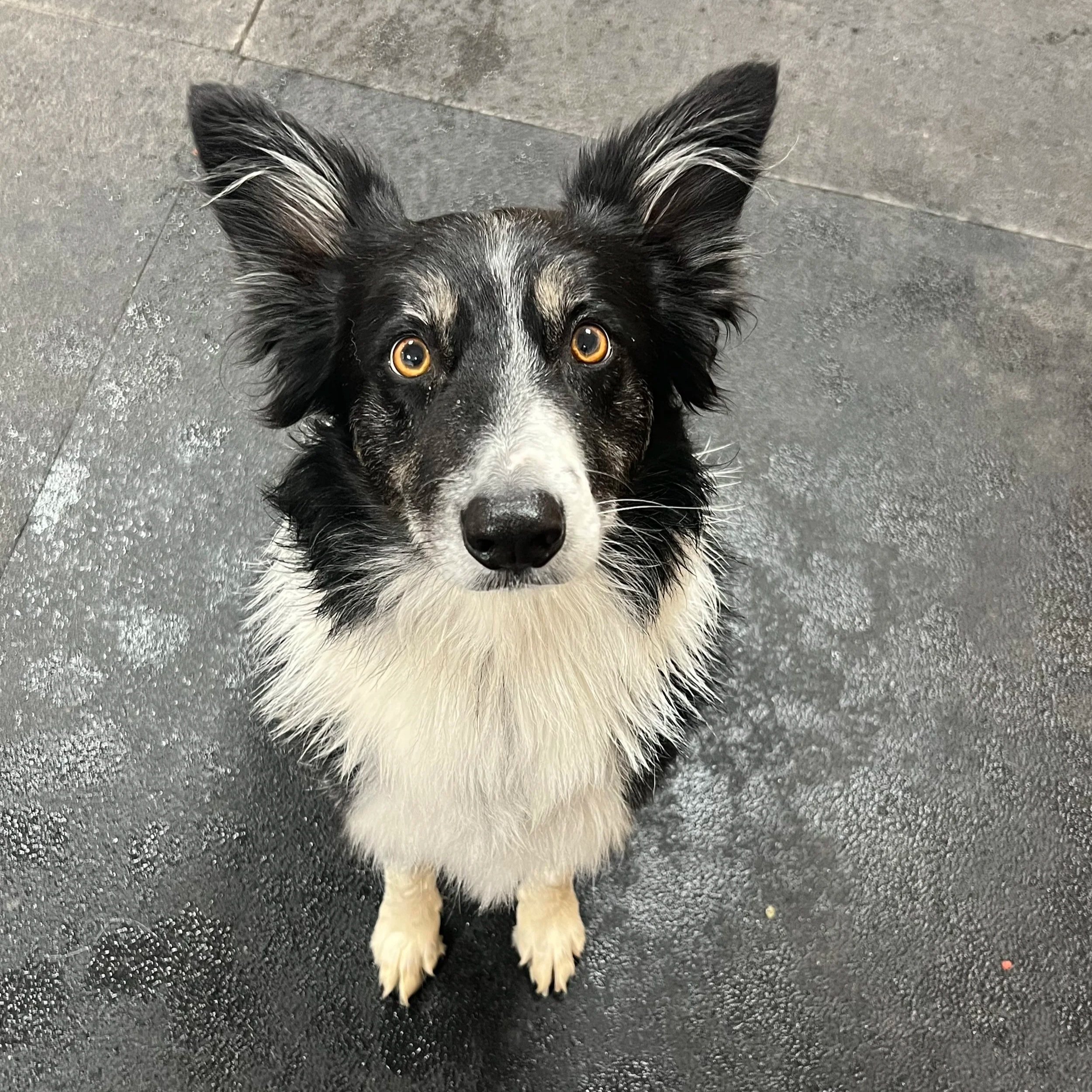 Cooperative Care Training- 30 minute sessions