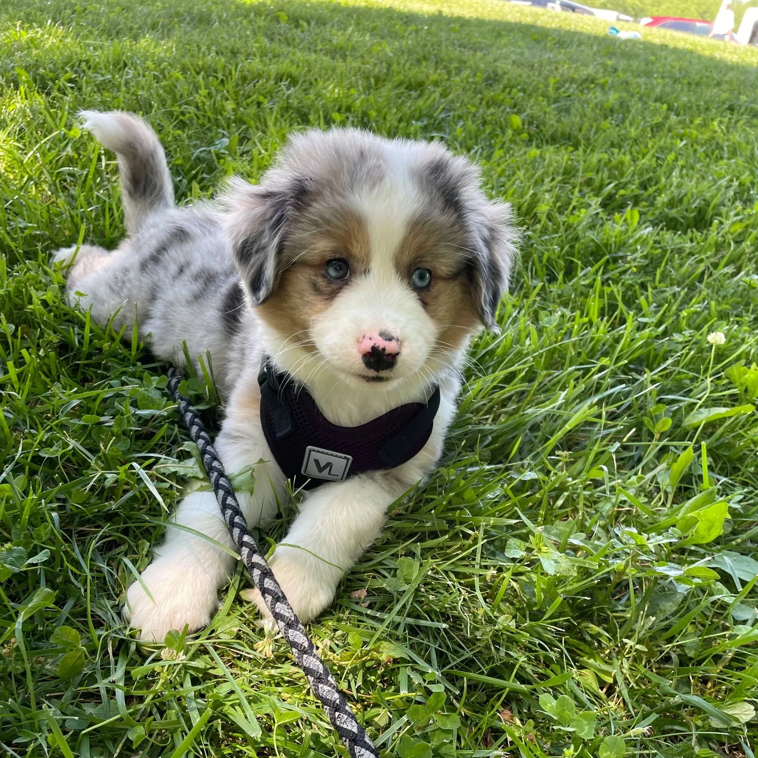 Puppy Training- 40 minute sessions