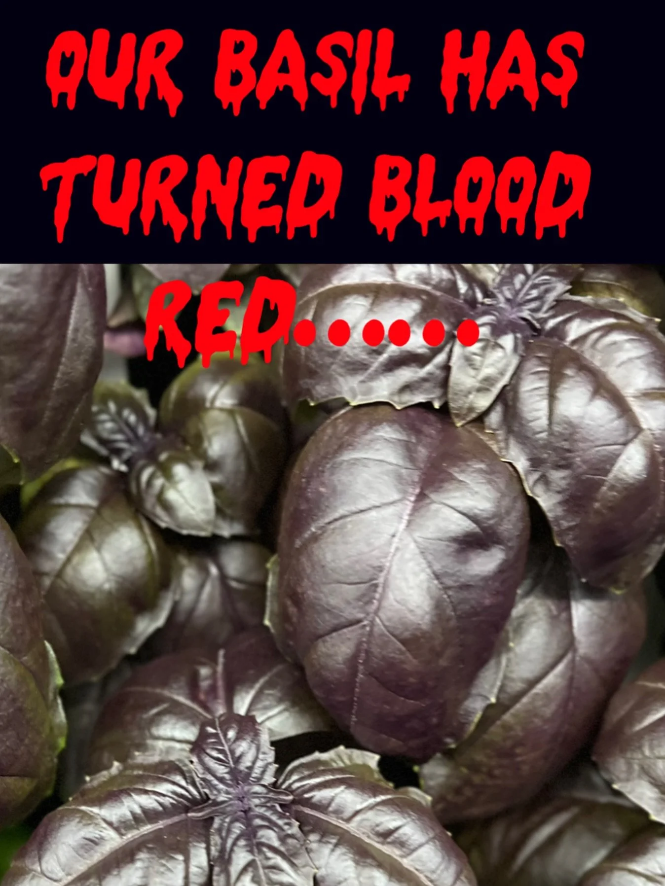 Spellbinding flavor in every leaf! Use it for potions or pasta! Purple Basil is now available for online ordering.  #freshfromflorida #hydroponics #freightfarm #farm2fork #basil #dadecity