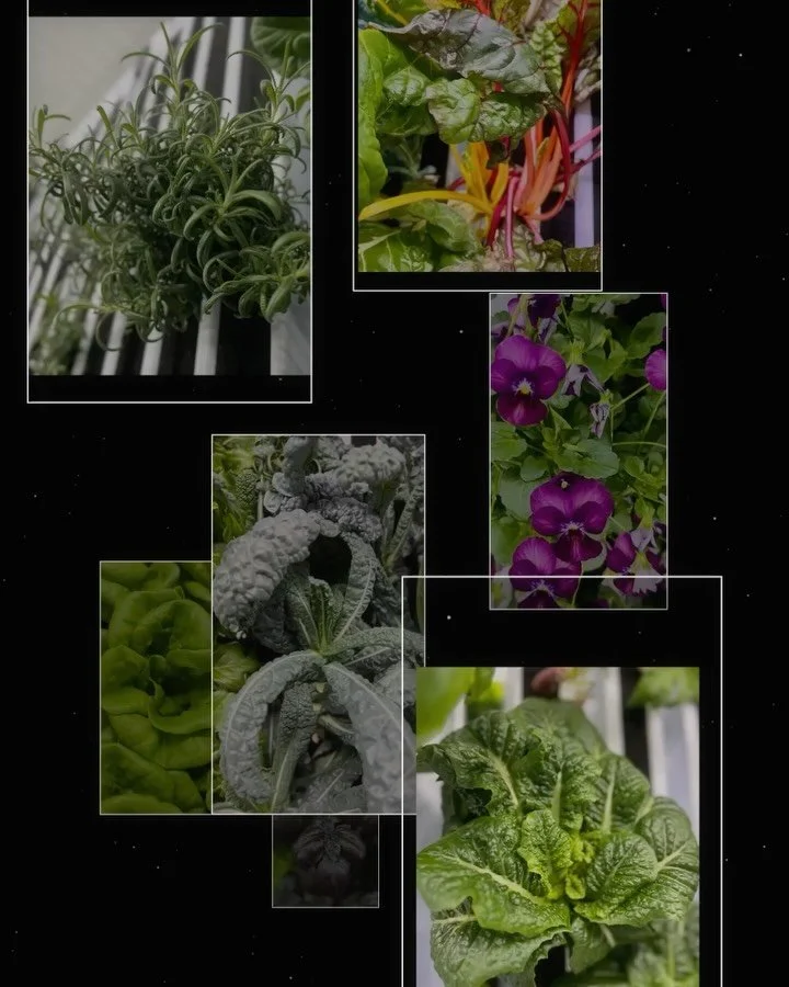 Let&rsquo;s take a look at what&rsquo;s growing in the farm this week! Romaine ✅ Rosemary ✅  Swiss Chard ✅ Kale ✅ Basil ✅ Purple Basil ✅ Parsley ✅ Lettuce and more lettuce ✅ Edible Violas ✅ Casey Butterhead ✅ Easy Online Ordering!  #eatloacal #freshf