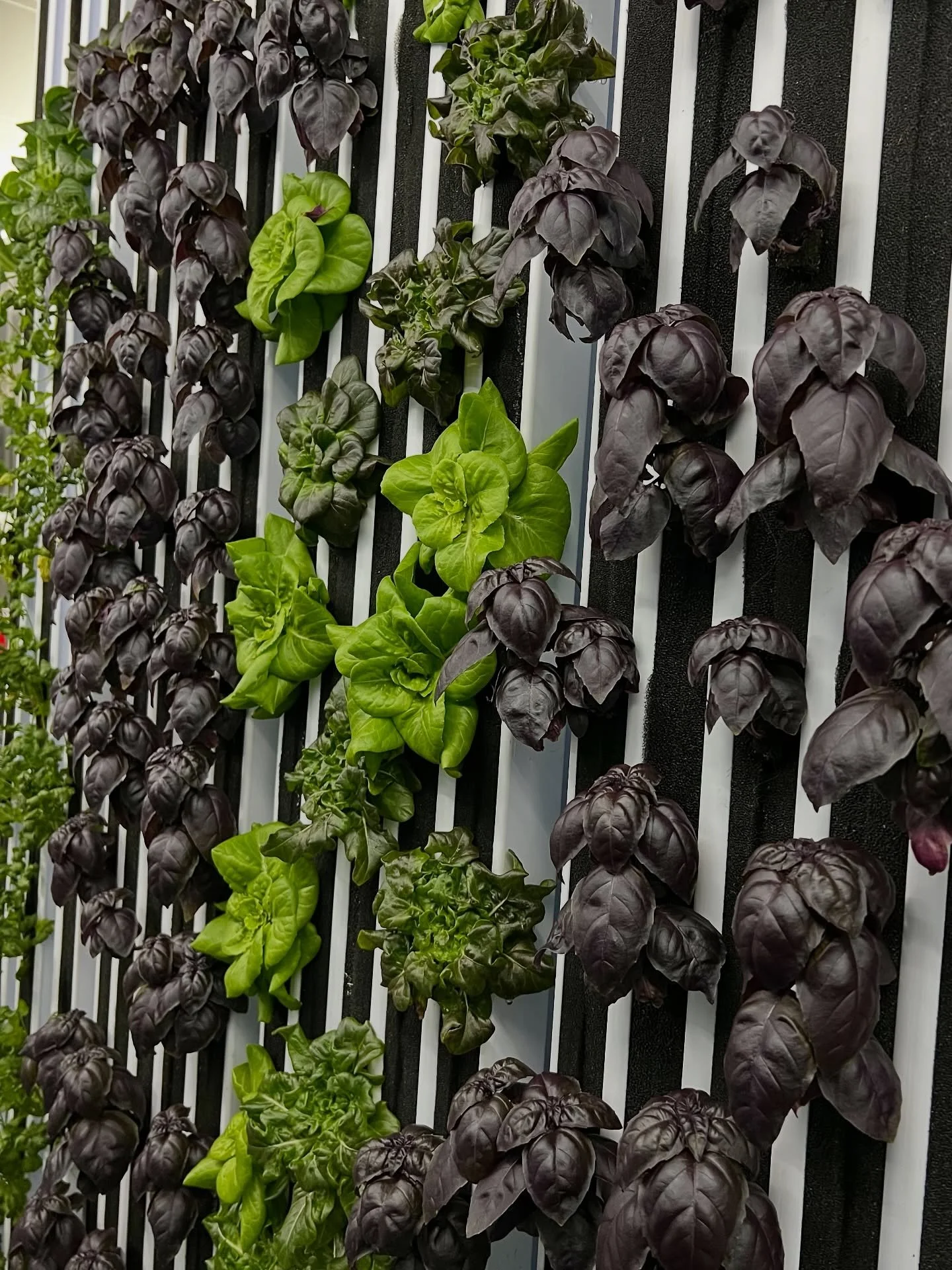 Gloomy skies outside, Colorful goodness inside. #eatlocal #freshfromflorida #basil #hydroponics #lettuce #dadecity #brooksville