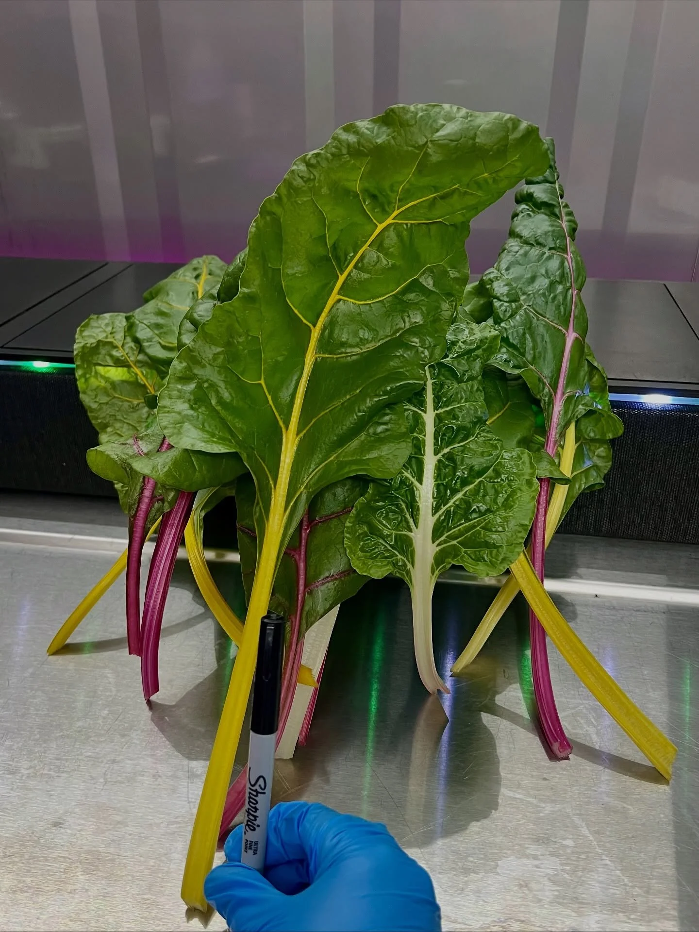 Swiss Chard and Violas are putting on a colorful show! Sharpie's standing in for a banana. #hydroponic #eatlocal #freshfromflorida #swisschard #vibrantcolors #violas