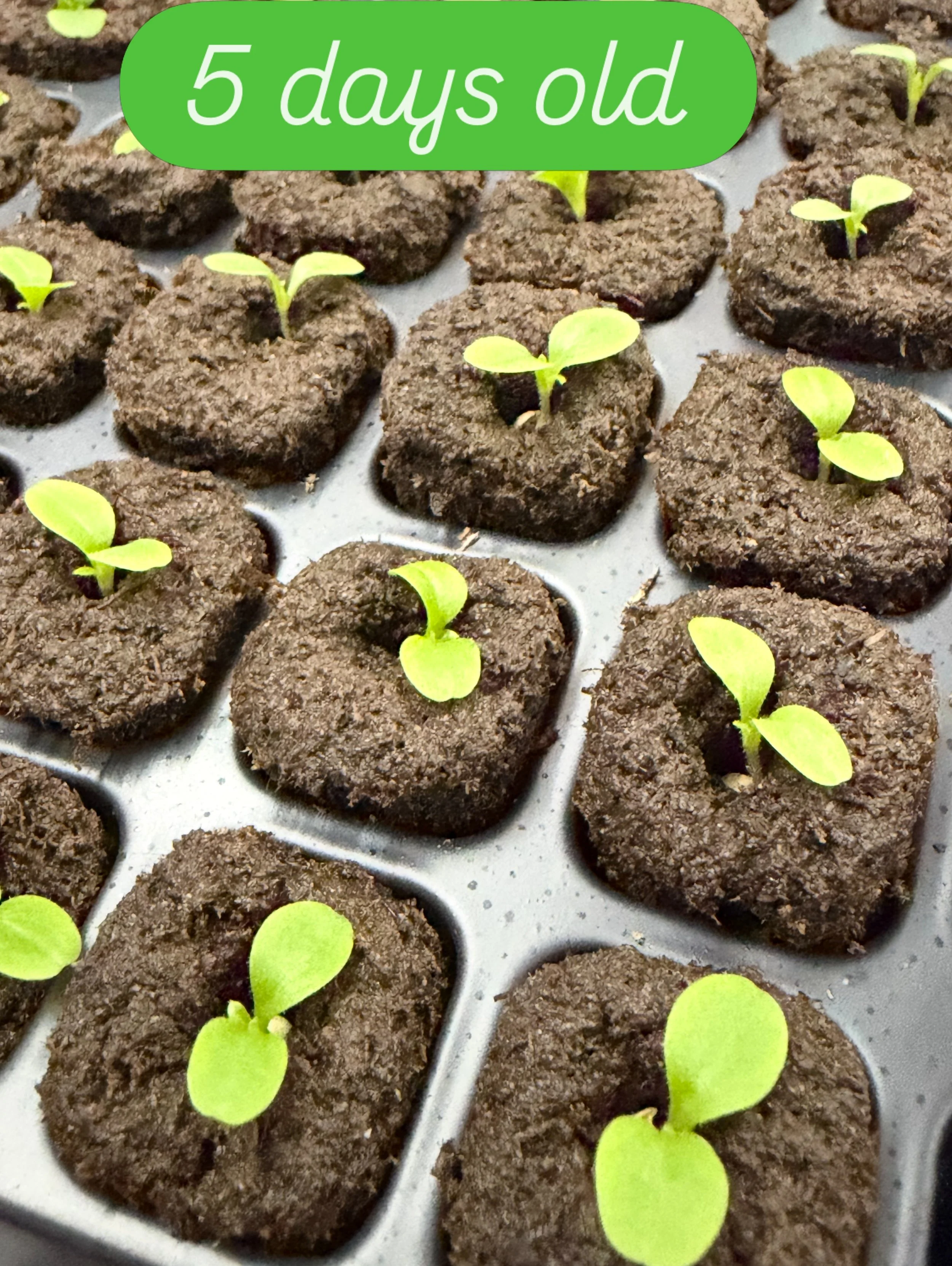 🌱Follow the Freshness🌱 Lot # 113288 is 5 days old. These happy healthy little sprouts are in their cotyledon stage. The Cotyledons leaves are the embryonic &ldquo;seed leaves&rdquo; that appear first when a seed sprouts. They provide stored energy 