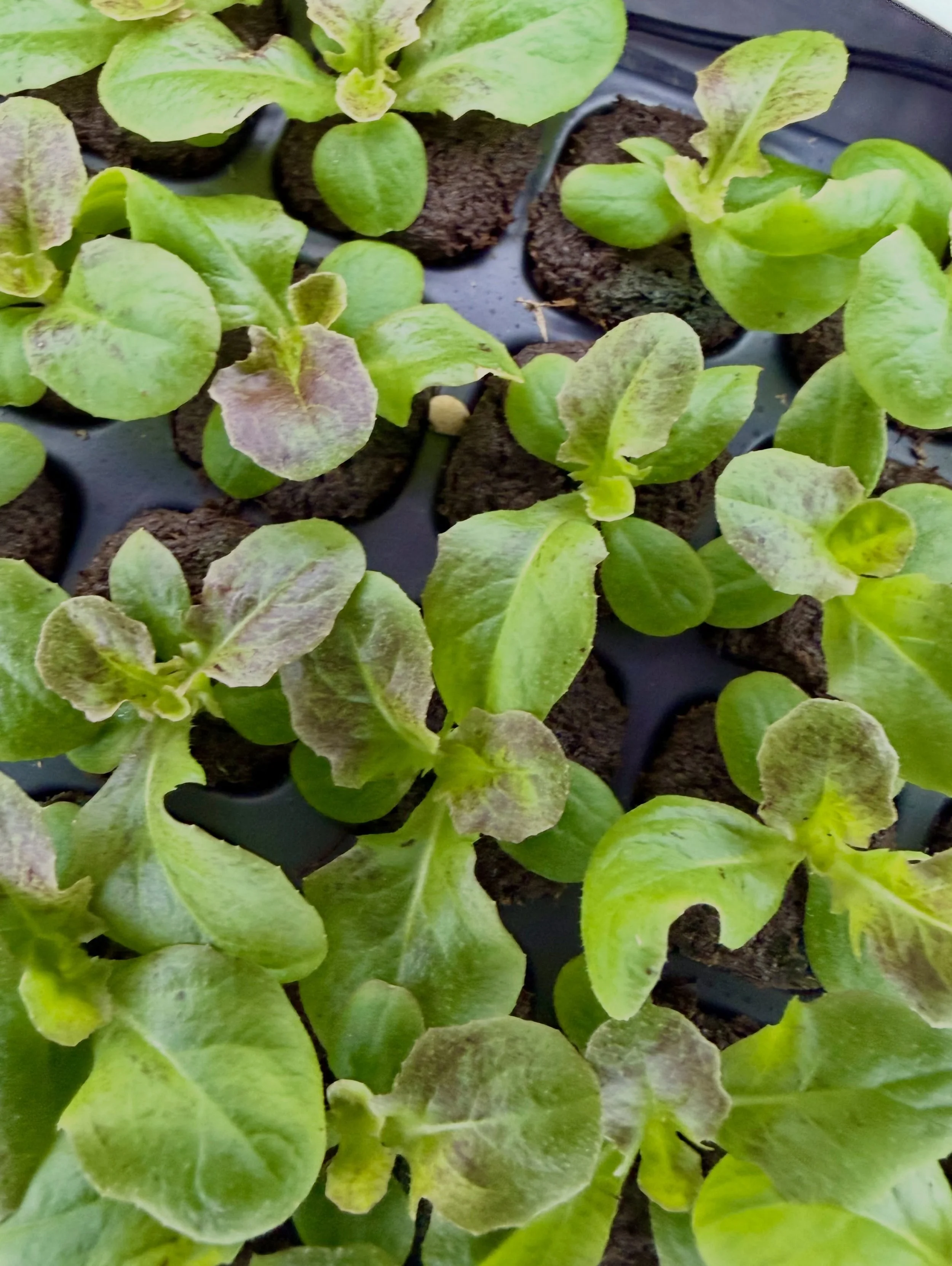 🌱Follow the Freshness🌱 🟢➡️🔴 Transformation in progress!
Just 2 weeks ago these were tiny seedlings. Now our Red Butterhead lettuce is beginning to show the red coloring that makes this variety so special.
Every day brings a little more growth and