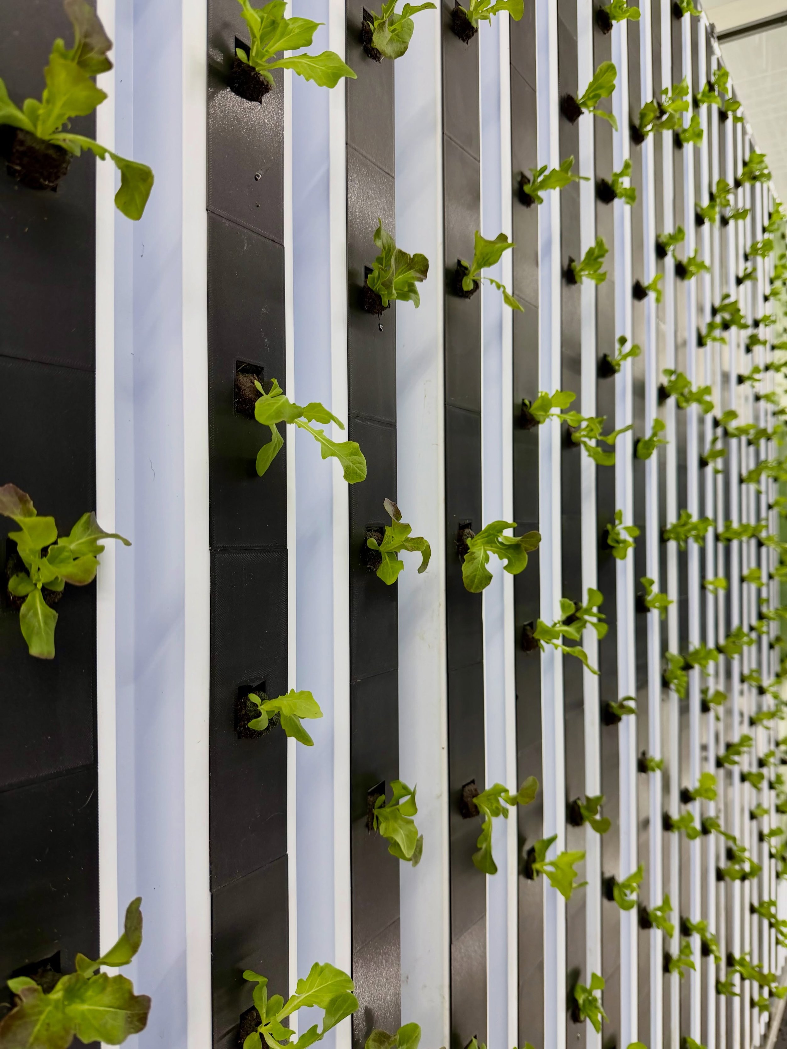 🥬 Follow the Freshness &mdash; Week 2&ndash;3 Update ✨

From seedlings to the grow wall, our lettuce toddlers have officially moved into their new home and are gearing up for their next stage of growth. The shift from tiny sprouts to early heads hap