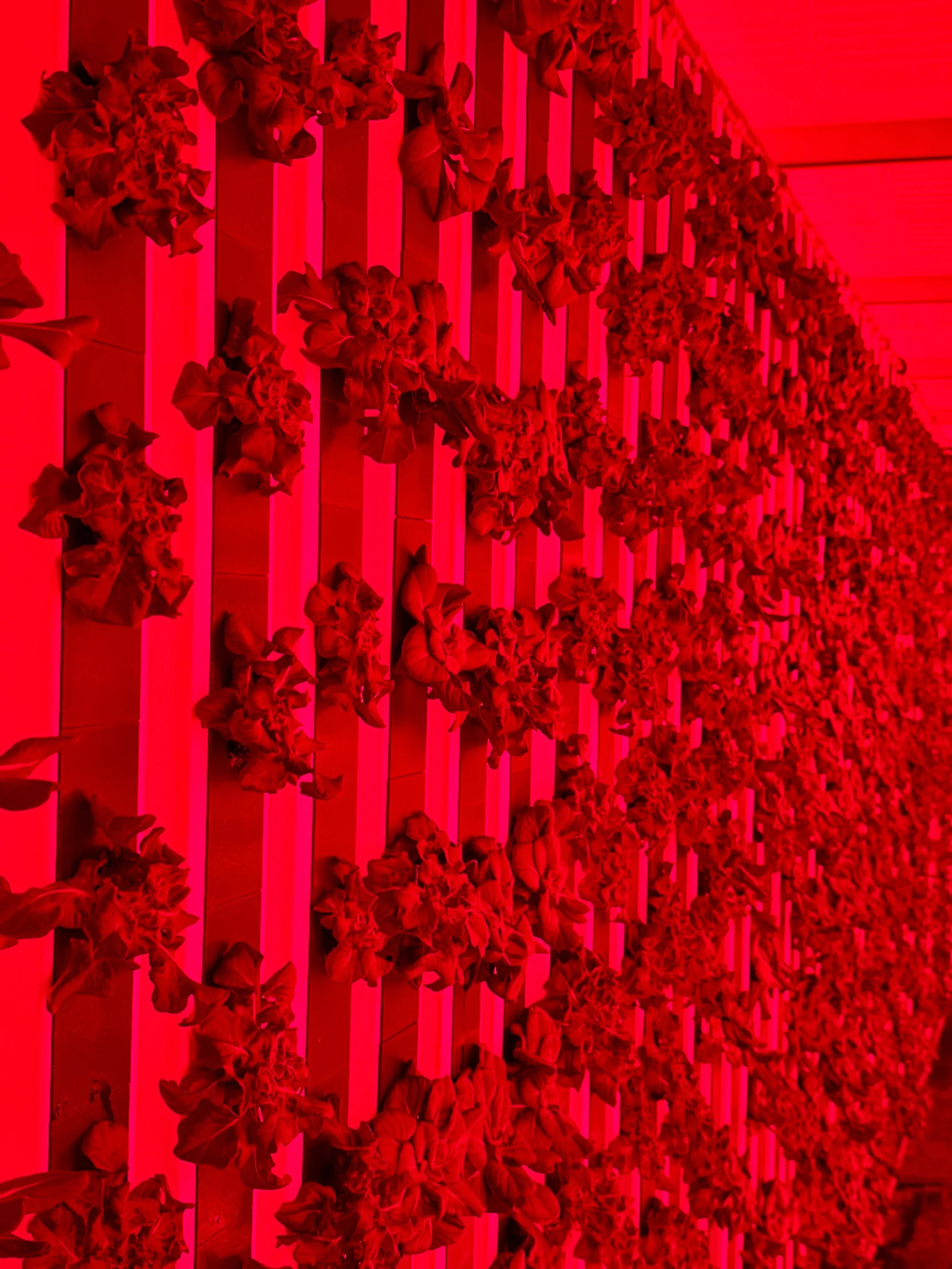 Red wavelengths help drive chlorophyll efficiency, which is why the farm looks like a crime scene from CSI: Lettuce Unit. Don&rsquo;t worry &mdash; the only thing dying in here is my free time. #freshfromflorida #chorophyll #redlighttherapy #lettuceg