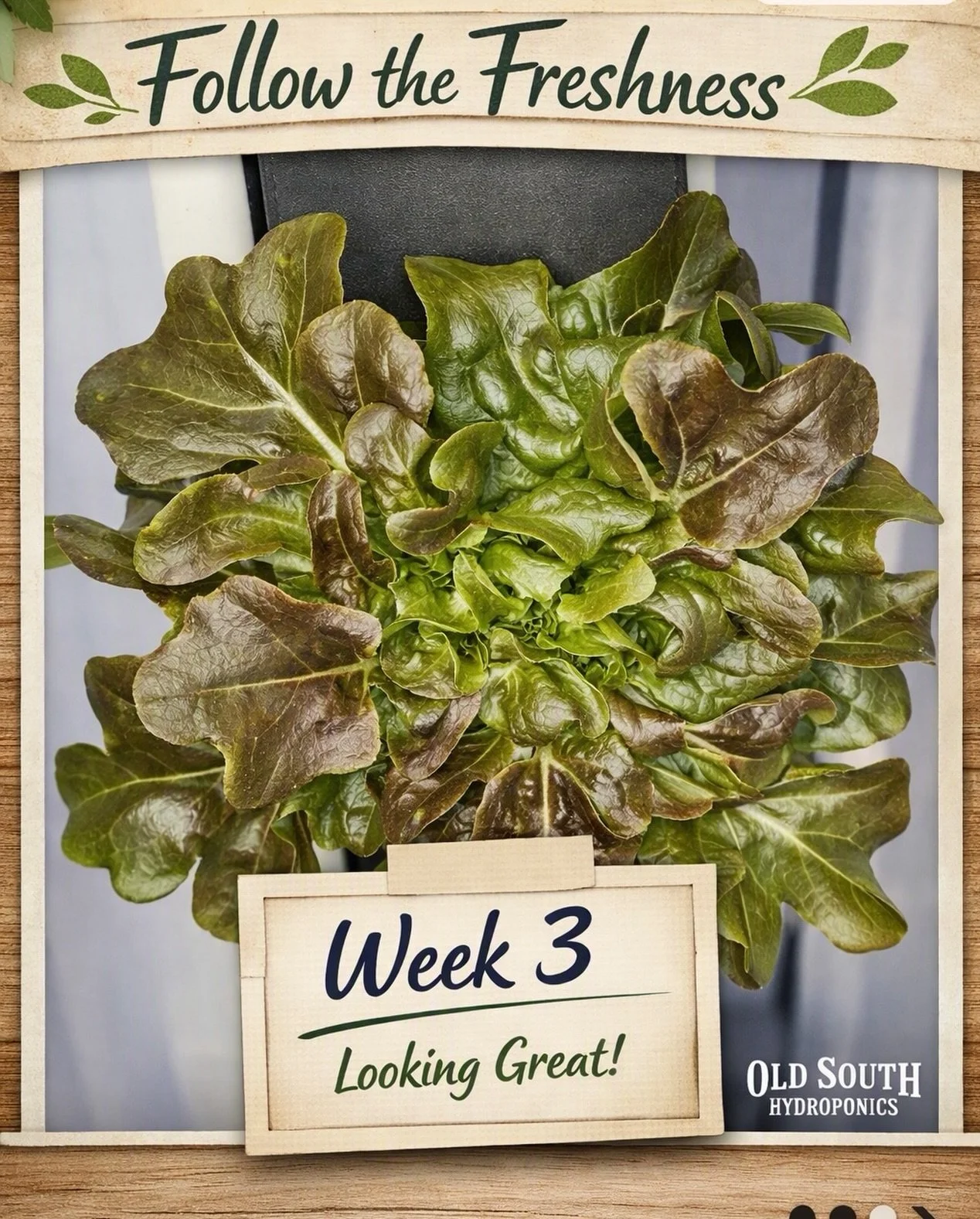 Follow the Freshness &mdash; Week 3 on the grow wall. 

Happy, healthy, and filling out fast. These beauties are almost plate‑ready, and October harvest is right on schedule.

Fresh. Local. Hydroponic.
Brooksville grown. #freshfromflorida #hydroponic