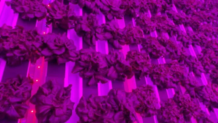Late‑night lettuce roll call:
Everyone accounted for.
Everyone glowing.
Everyone growing.

Meanwhile the fans are out here doing their best impression of a white‑noise machine.
If you sleep well tonight, just thank the farm. 💤😴🌱 #freshfromflorida 