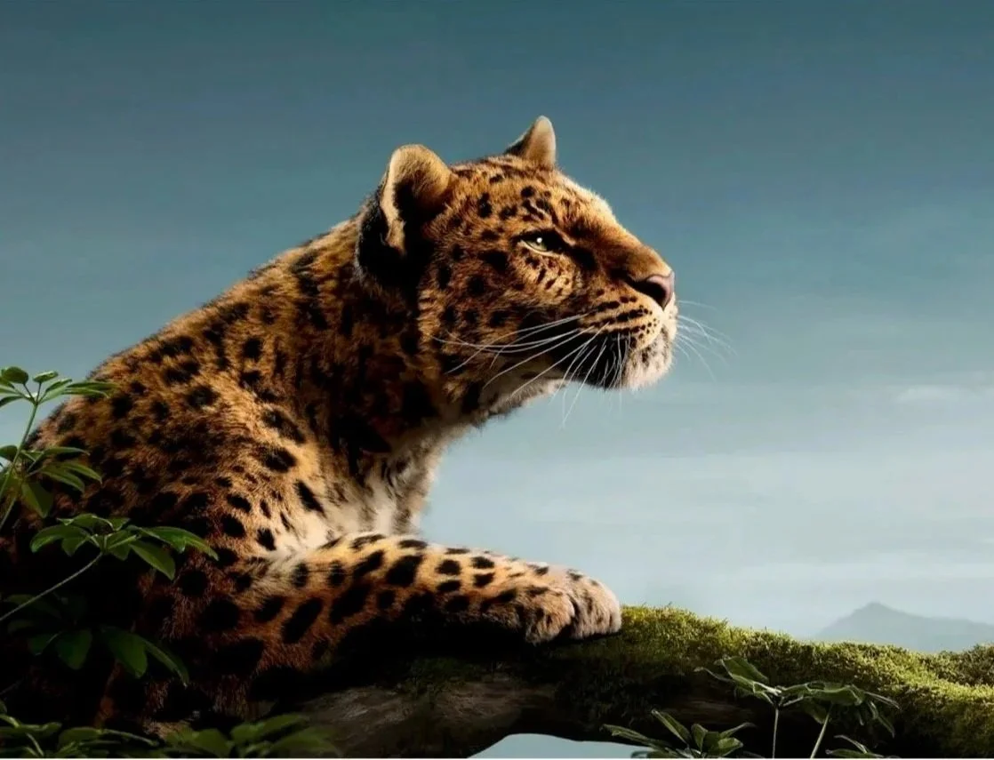 Cartier I film & print