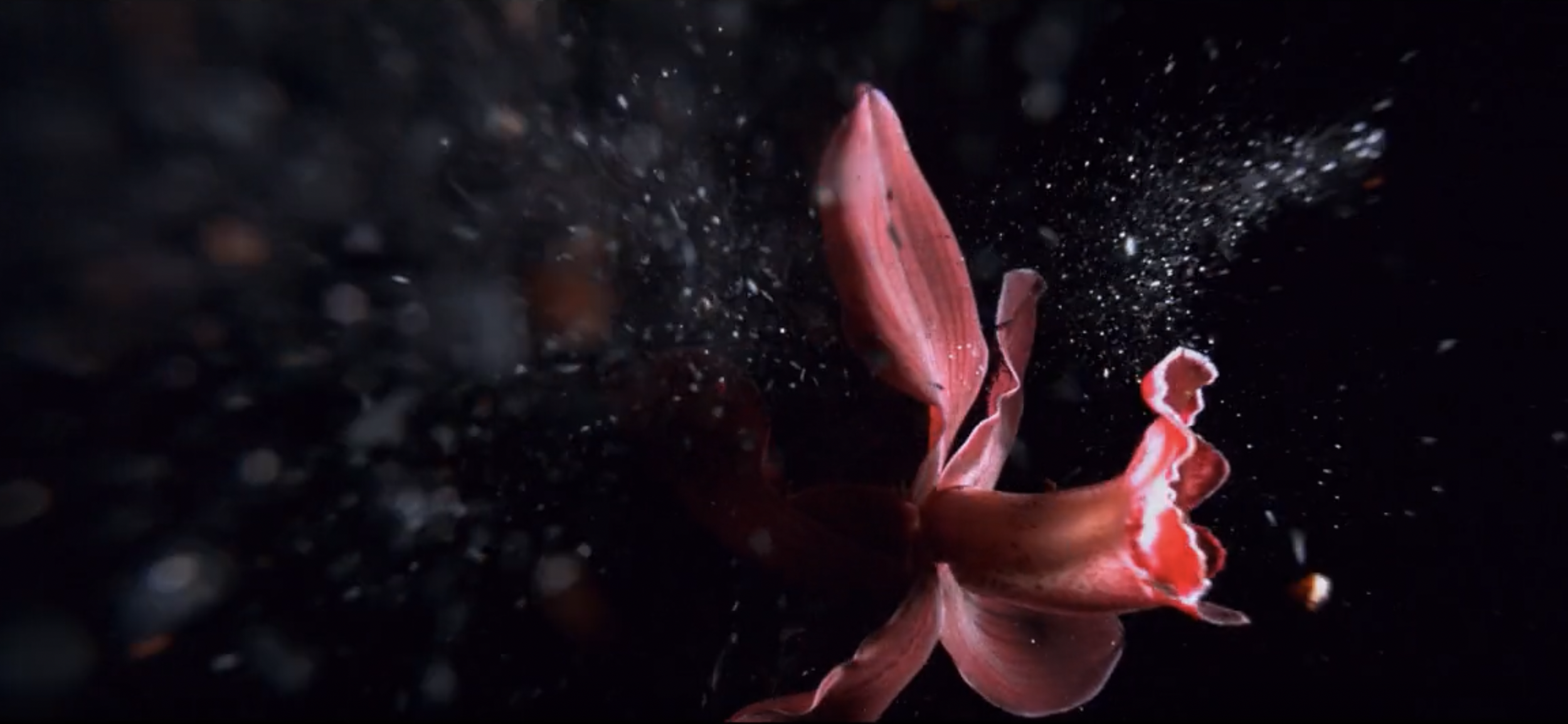 Capture d’écran 2026-01-27 à 09.43.22.png