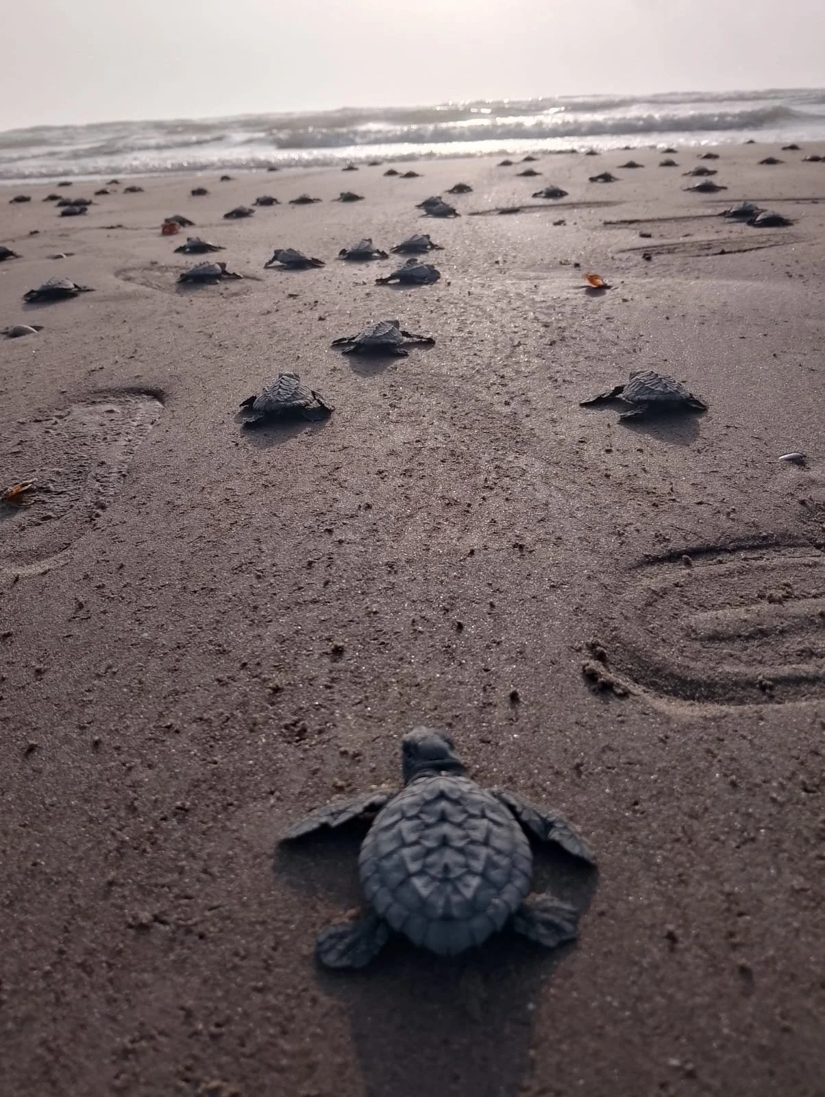 PEM se suma a la conservación de la tortuga marina en Tuxpan