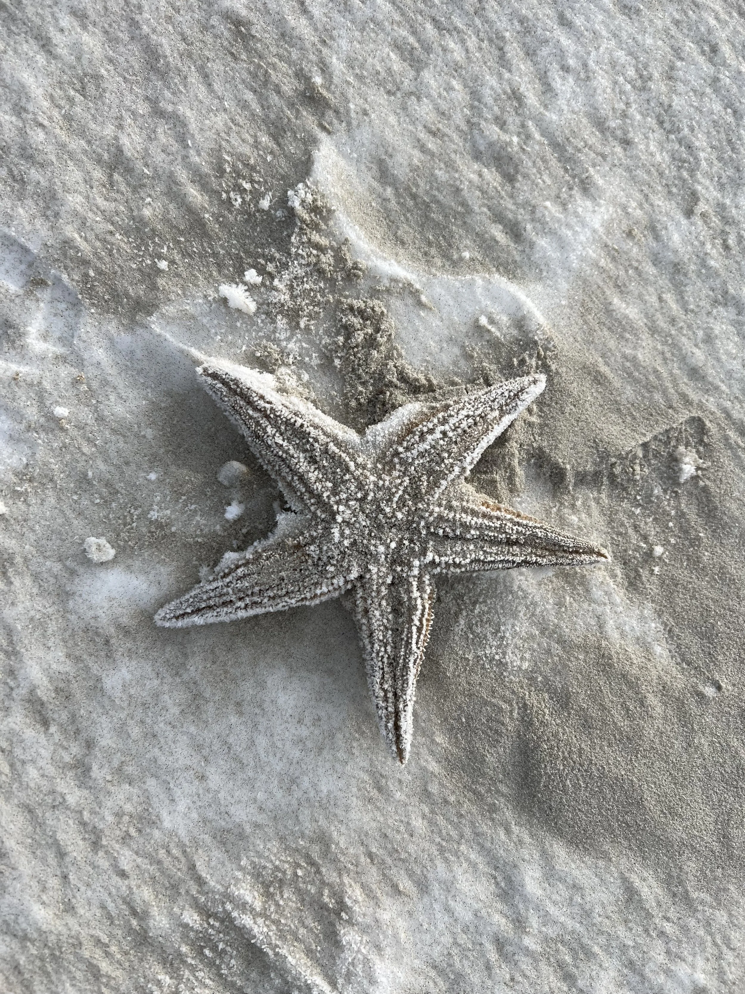 Sandstern auf Strand mit Sand und kleinen Sandkörnern