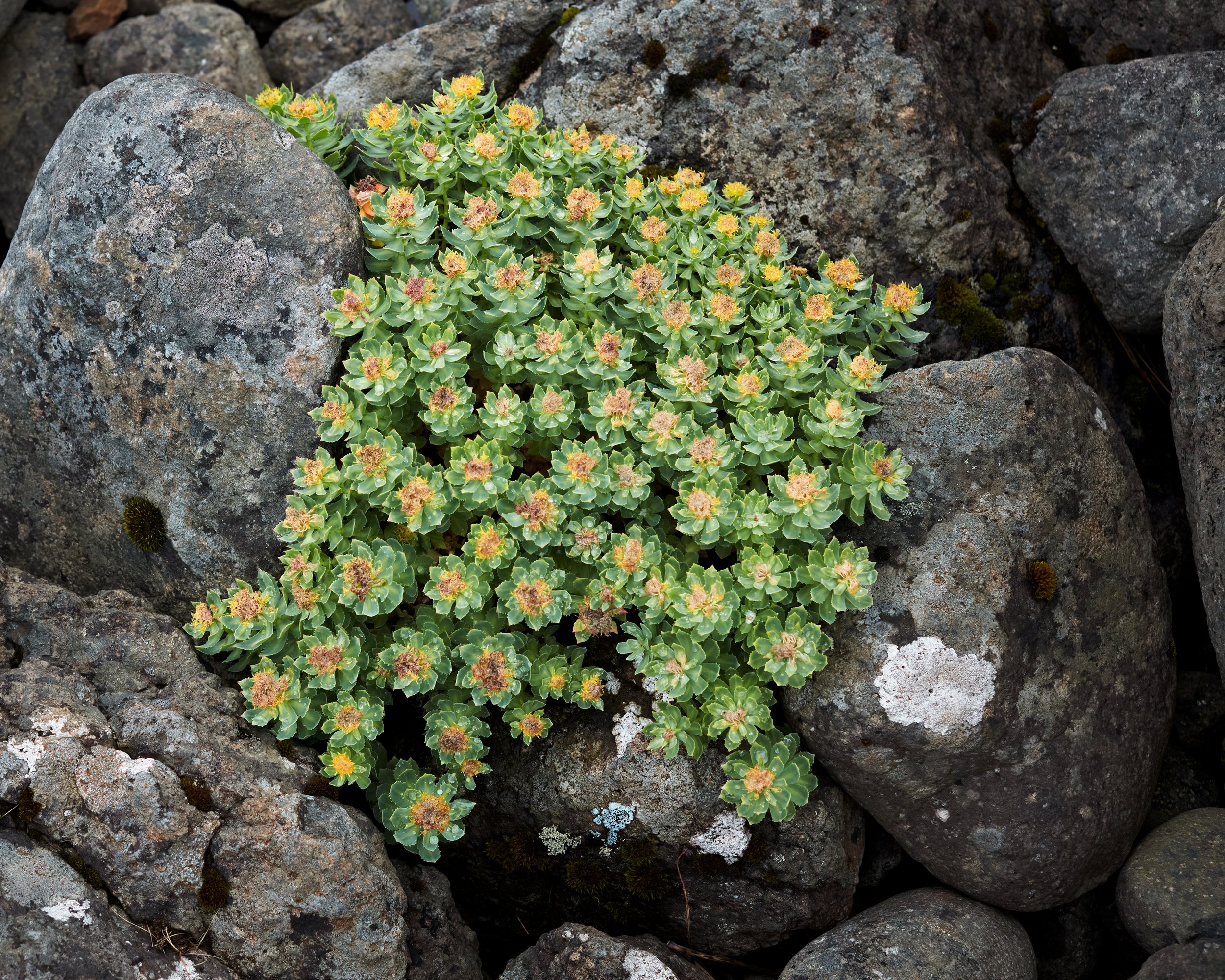 Conversion 800, 2018