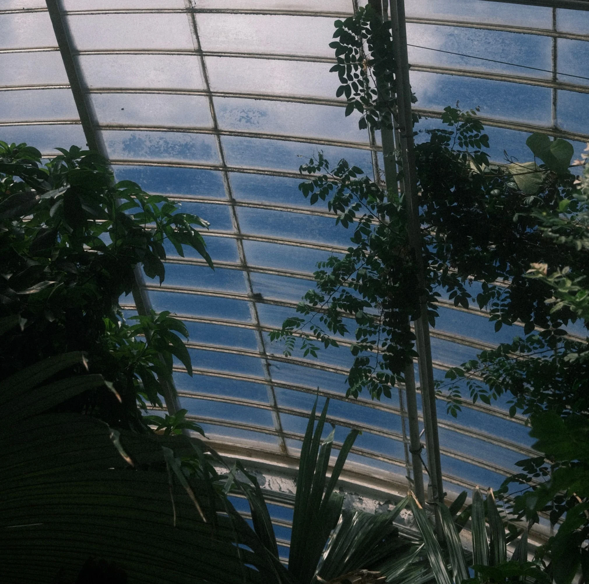 Inside a greenhouse with a curved glass ceiling and lush green plants.