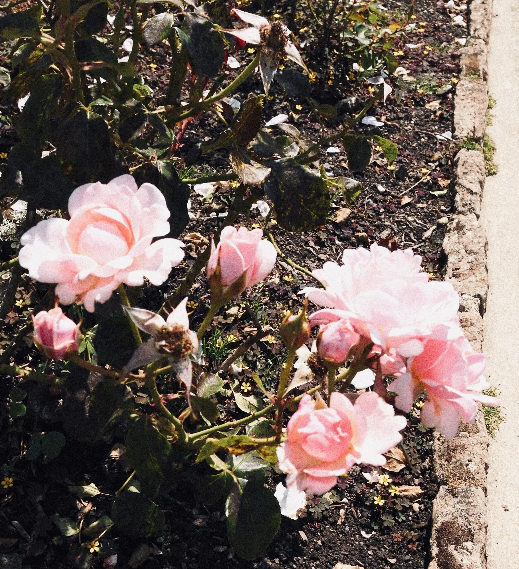 Pink roses blooming in a garden bed next to a concrete sidewalk.