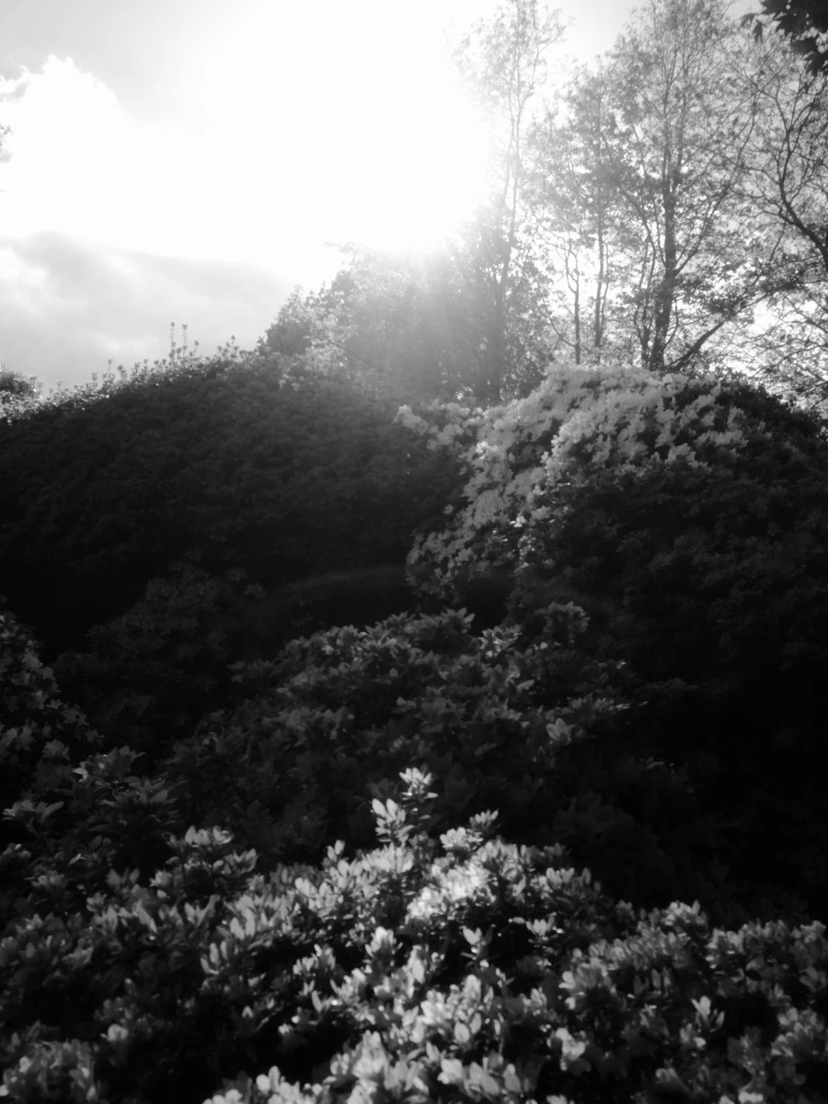 Black and white photo of a landscape with bushes and trees, the sun shining brightly in the sky.