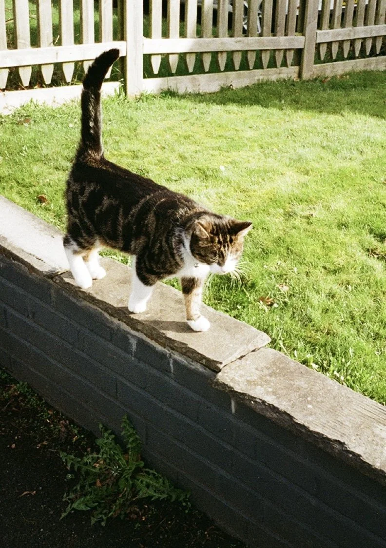 A cat walking along a stone ledge beside a grassy yard with a white wooden fence in the background.
