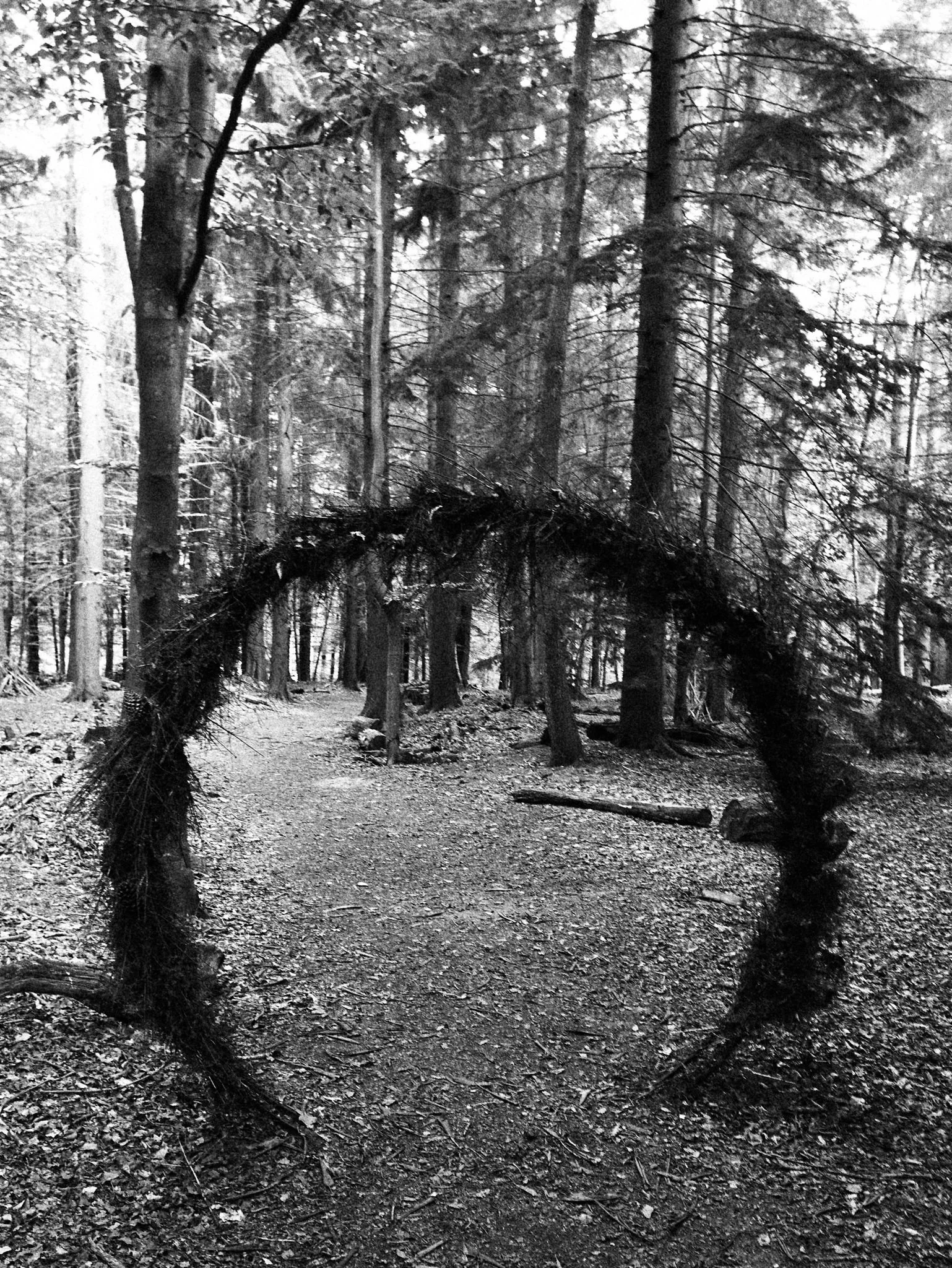 A black and white photo of a forest trail with tall trees and fallen logs, featuring a circular frame made of intertwined branches on the foreground.