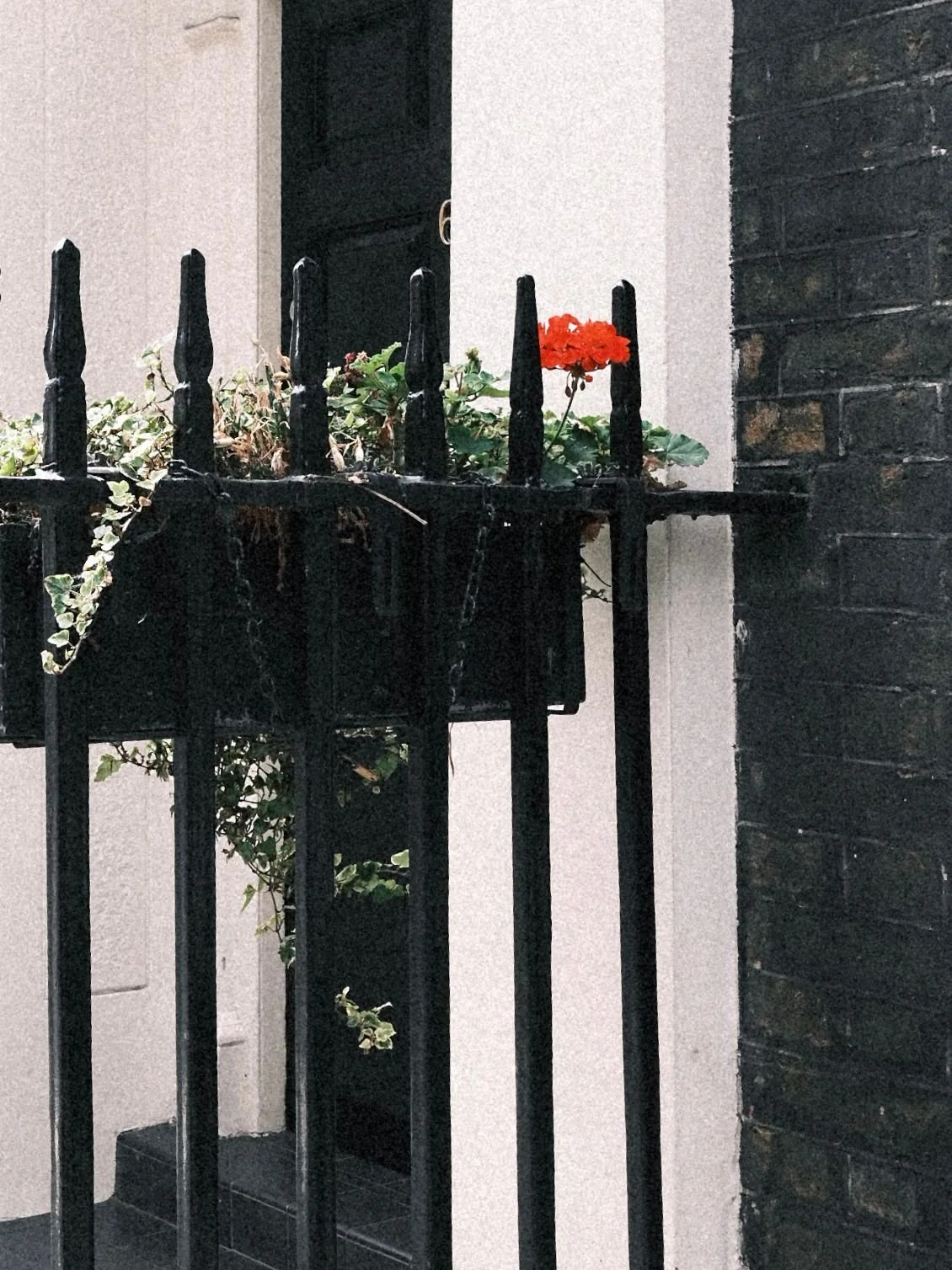 A black metal railing with hanging flower pots containing green plants and a red flower, against a building wall with a dark window.