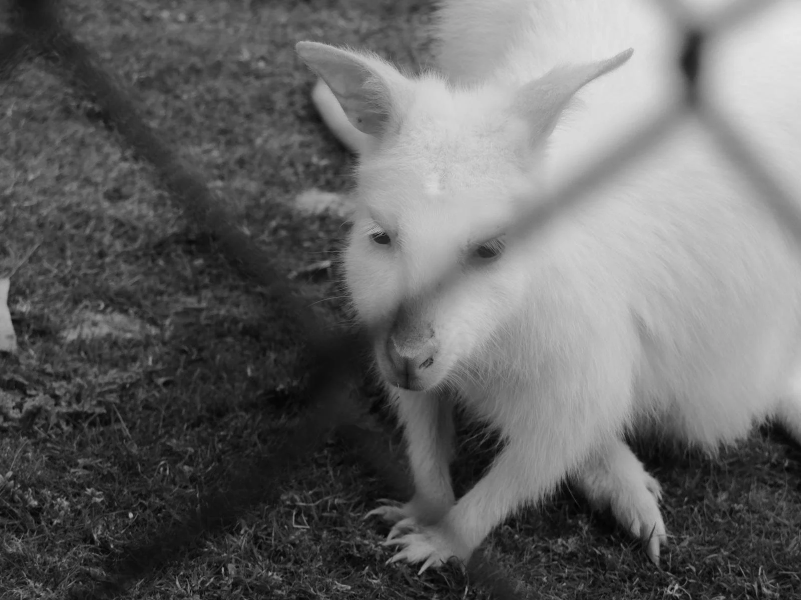 A white rabbit sitting on grass with a chain-link fence in the foreground.