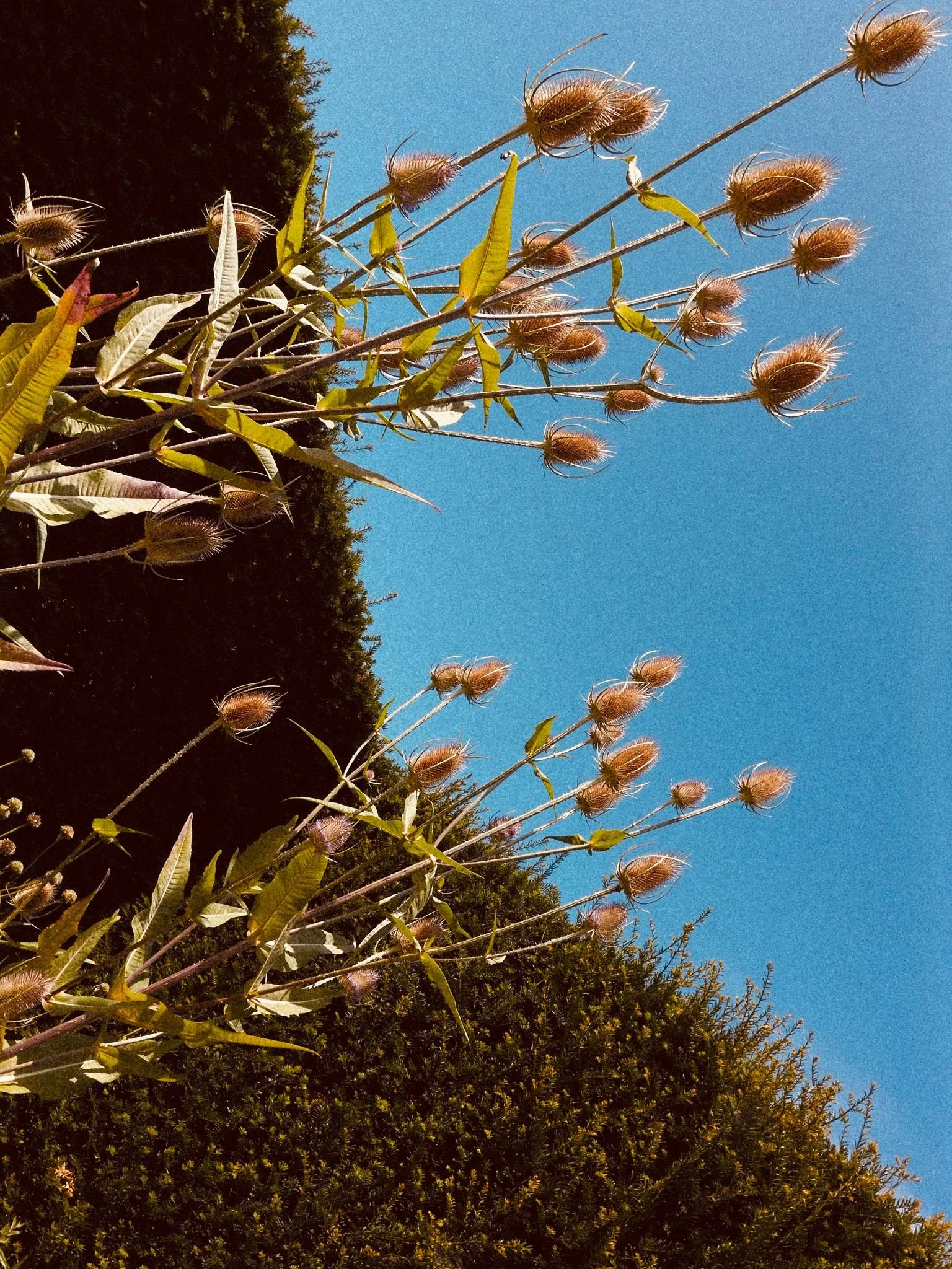 Close-up of tall plants with oval seed pods and sparse elongated leaves against a blue sky, with dark trees in the background.
