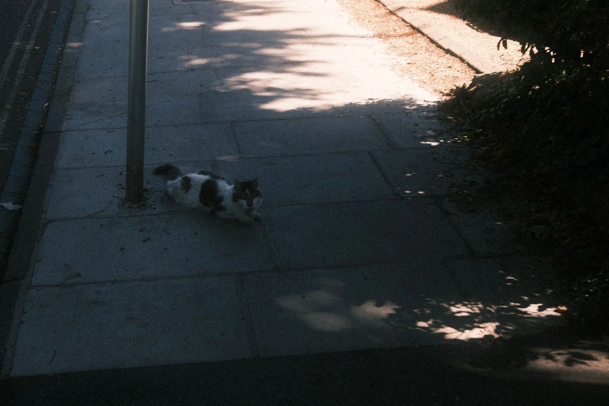A black and white cat lying on the sidewalk next to a street pole, shaded by nearby trees, with sunlight patterns on the pavement.