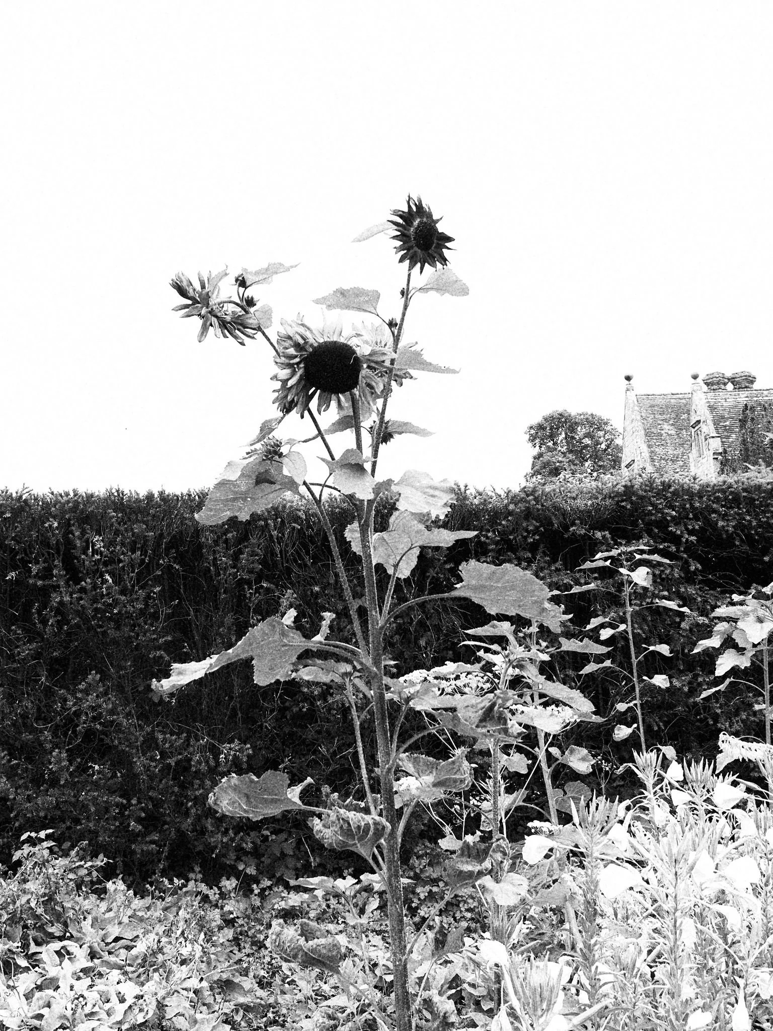 Black and white photograph of a tall sunflower with large leaves, standing in a garden with bushes and other plants, and a house with a steep roof in the background.