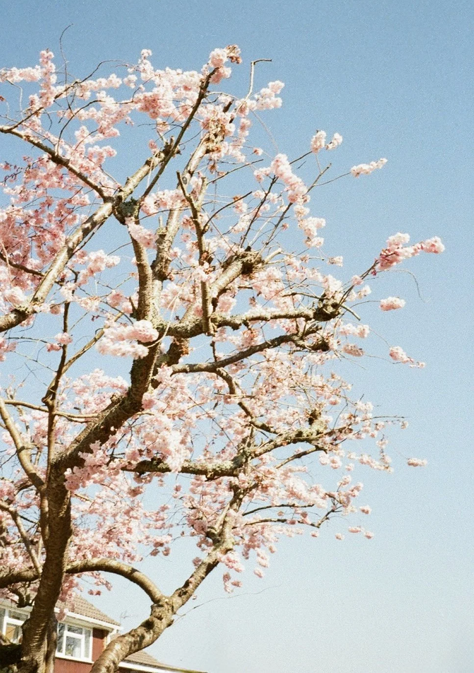 A blooming pink cherry blossom tree against a clear blue sky with a house partially visible in the background.