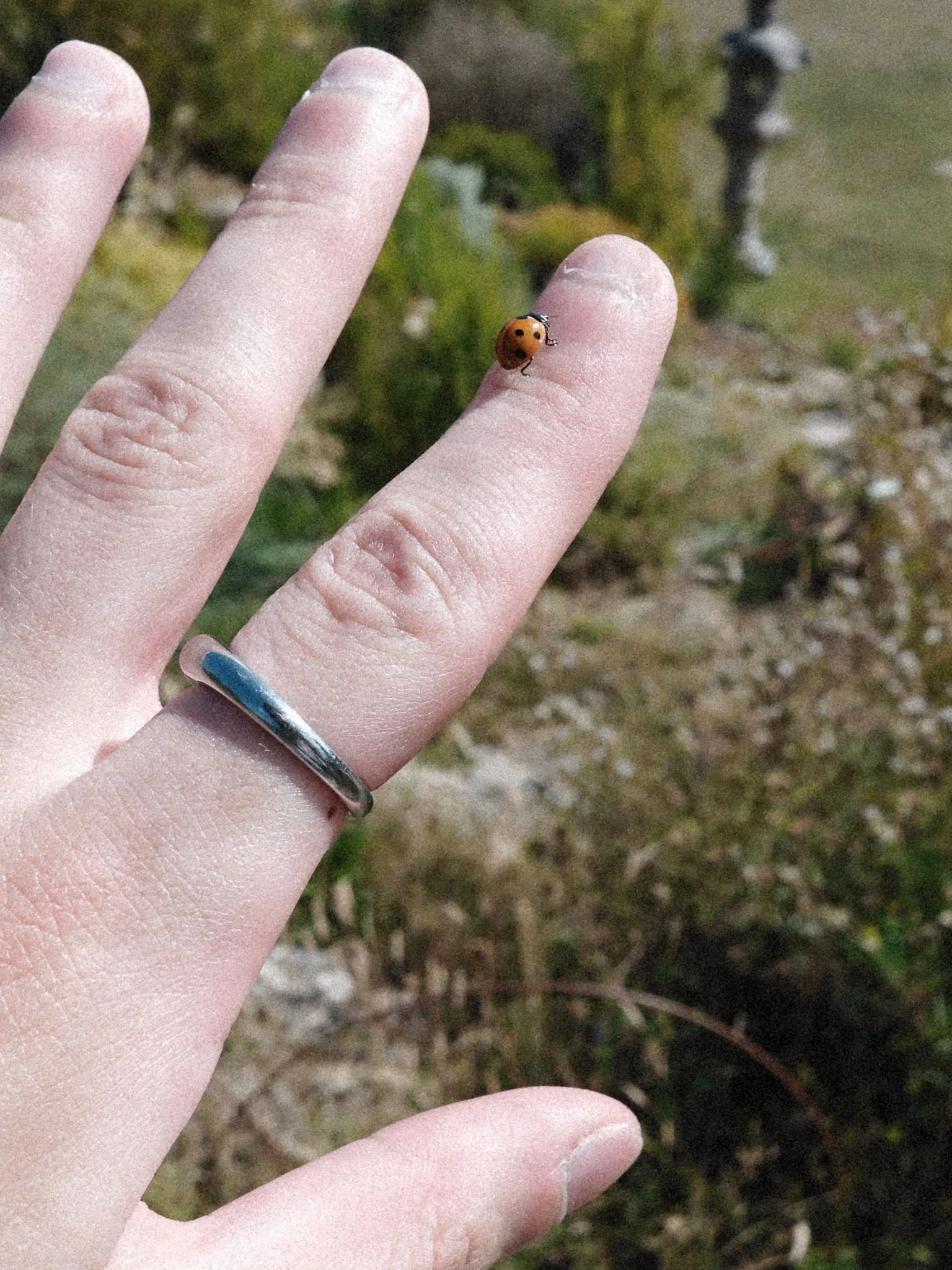 A person's hand with a silver ring on the middle finger, holding up their index finger. A small ladybug is crawling on the person's index finger, with a blurred outdoor background of grass and plants.