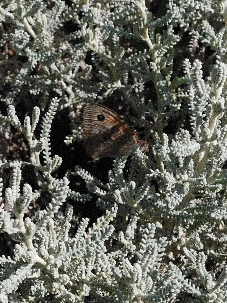 A butterfly resting on frosty, dense, green foliage with numerous small, rounded, white-tipped branches.