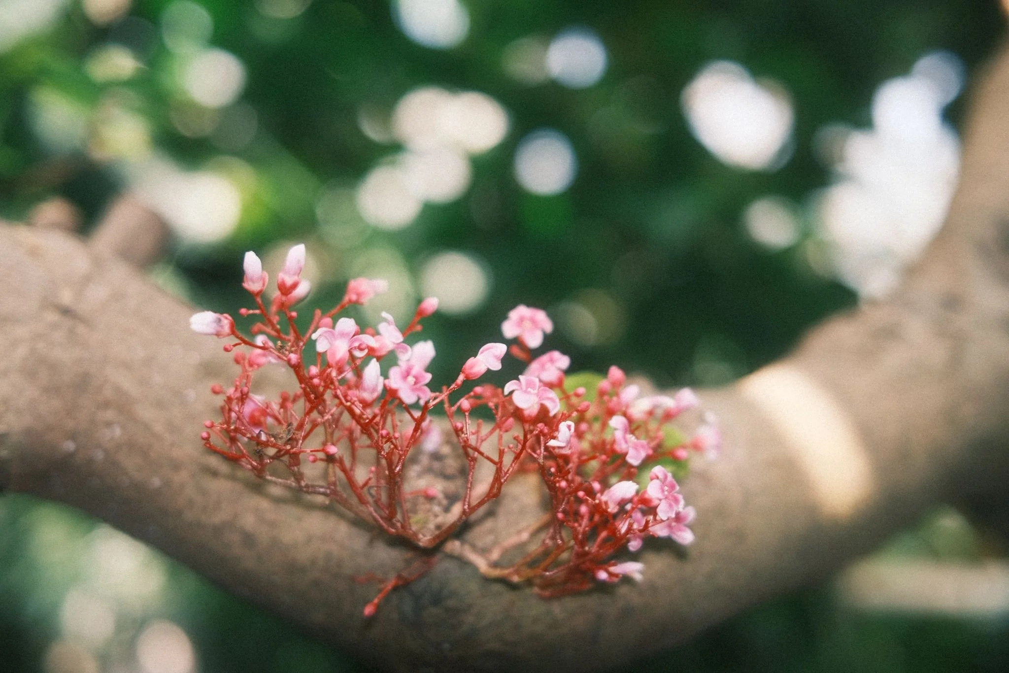 Close-up of pink flowers growing on a branch against a blurred green and white bokeh background.