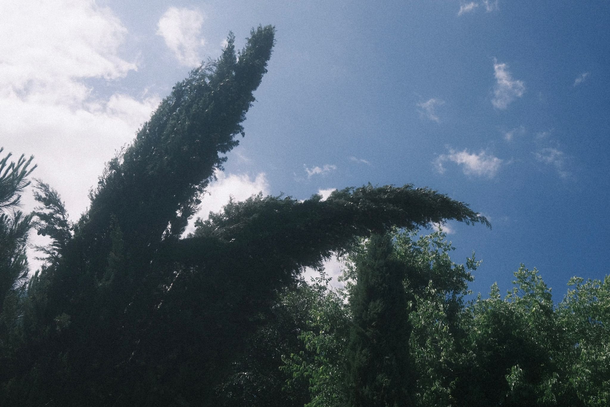 Tall cypress trees and other greenery under a partly cloudy sky