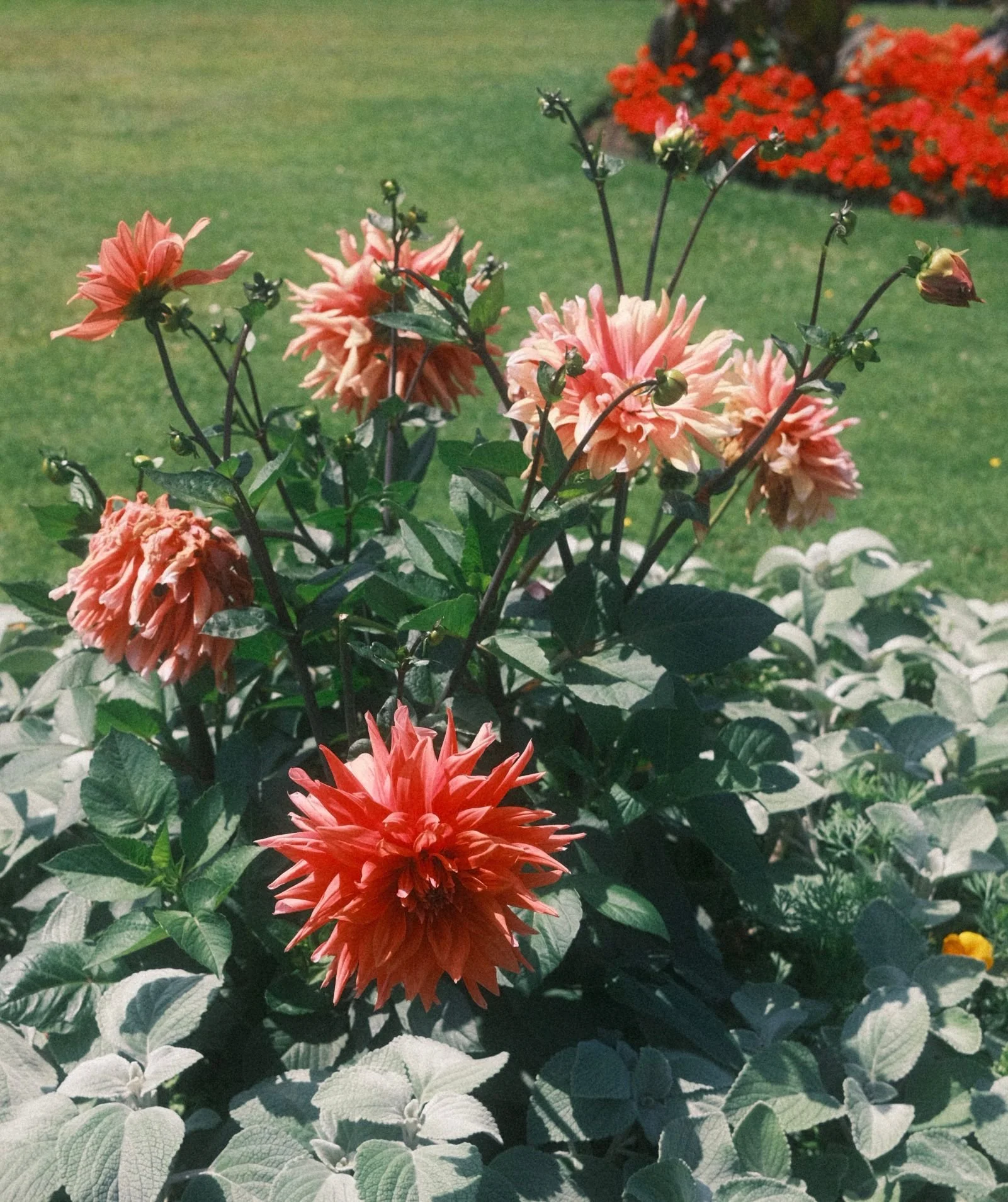 Close-up of peach-colored dahlias blooming in a garden, with green grass and red flowers in the background.