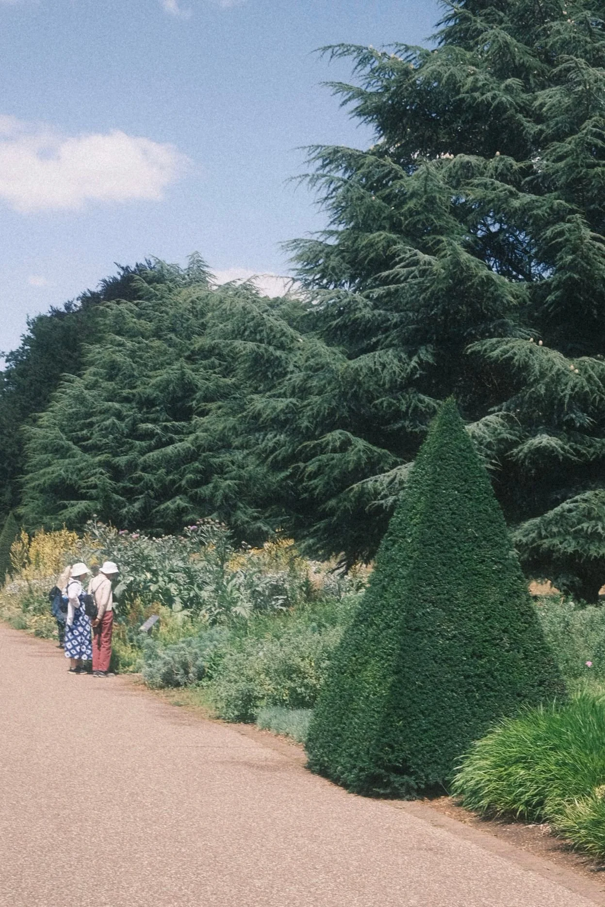 People walking on a pathway in a park with large evergreen trees and neatly trimmed bushes.