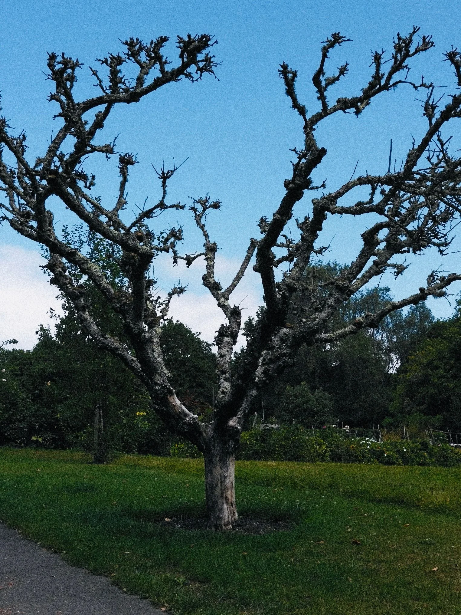 A leafless tree with gnarled branches standing on a grassy patch beside a sidewalk, under a blue sky.